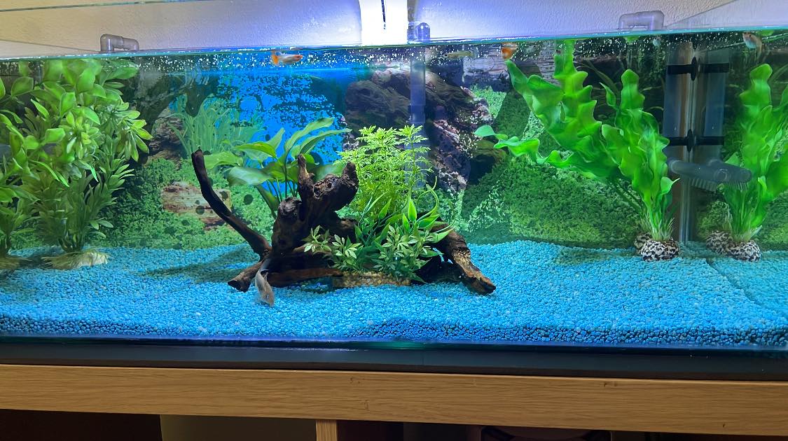 ACQUARIO CHE PASSIONE | Avrei bisogno un consiglio....ho ripreso la ...