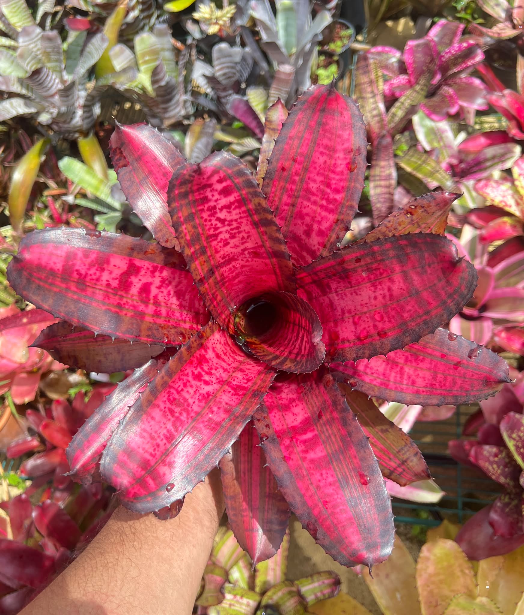 Neoregelia 'Captain Moxley' (C. Skotak)