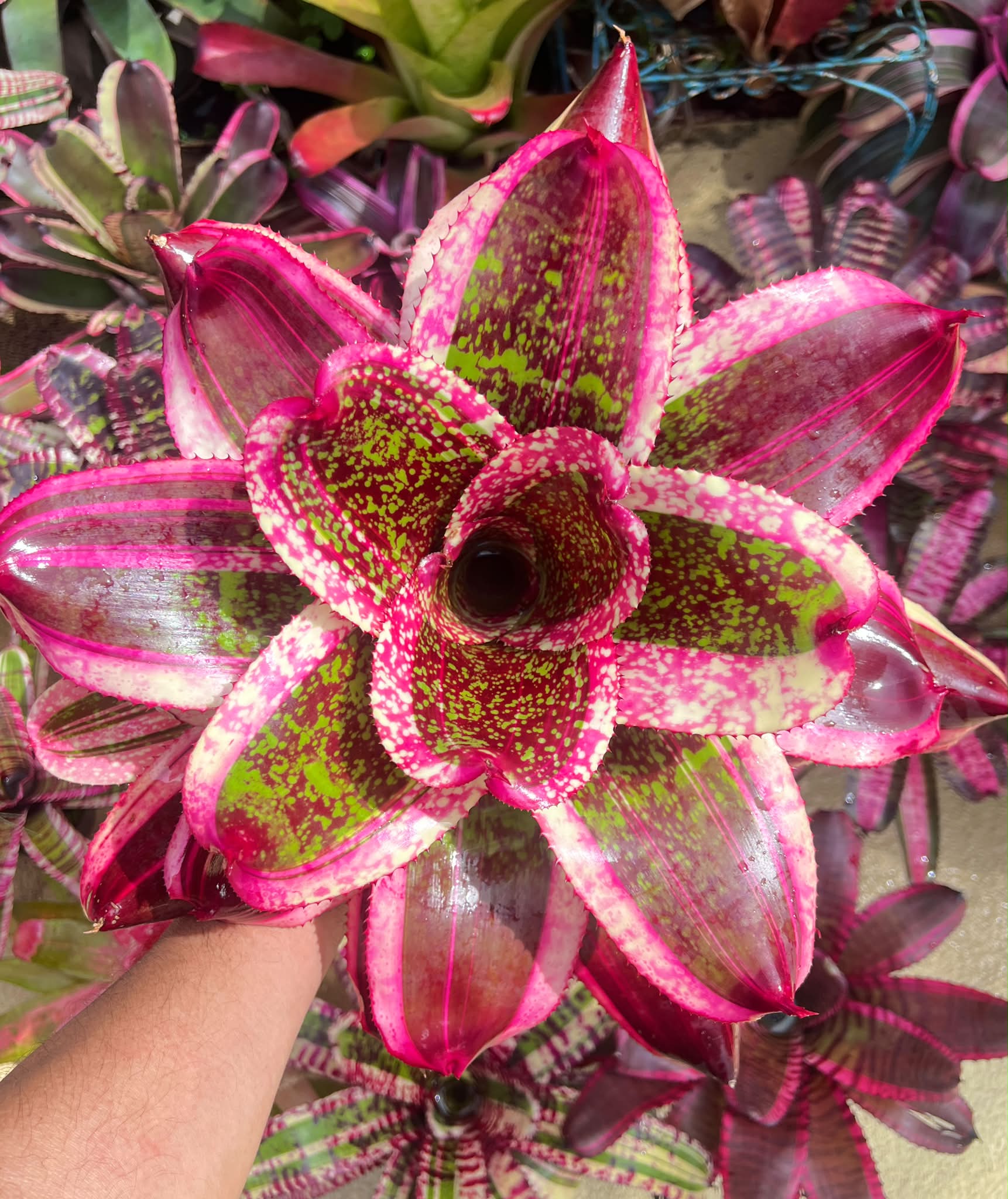 Neoregelia 'Gizmo' (C. Skotak)