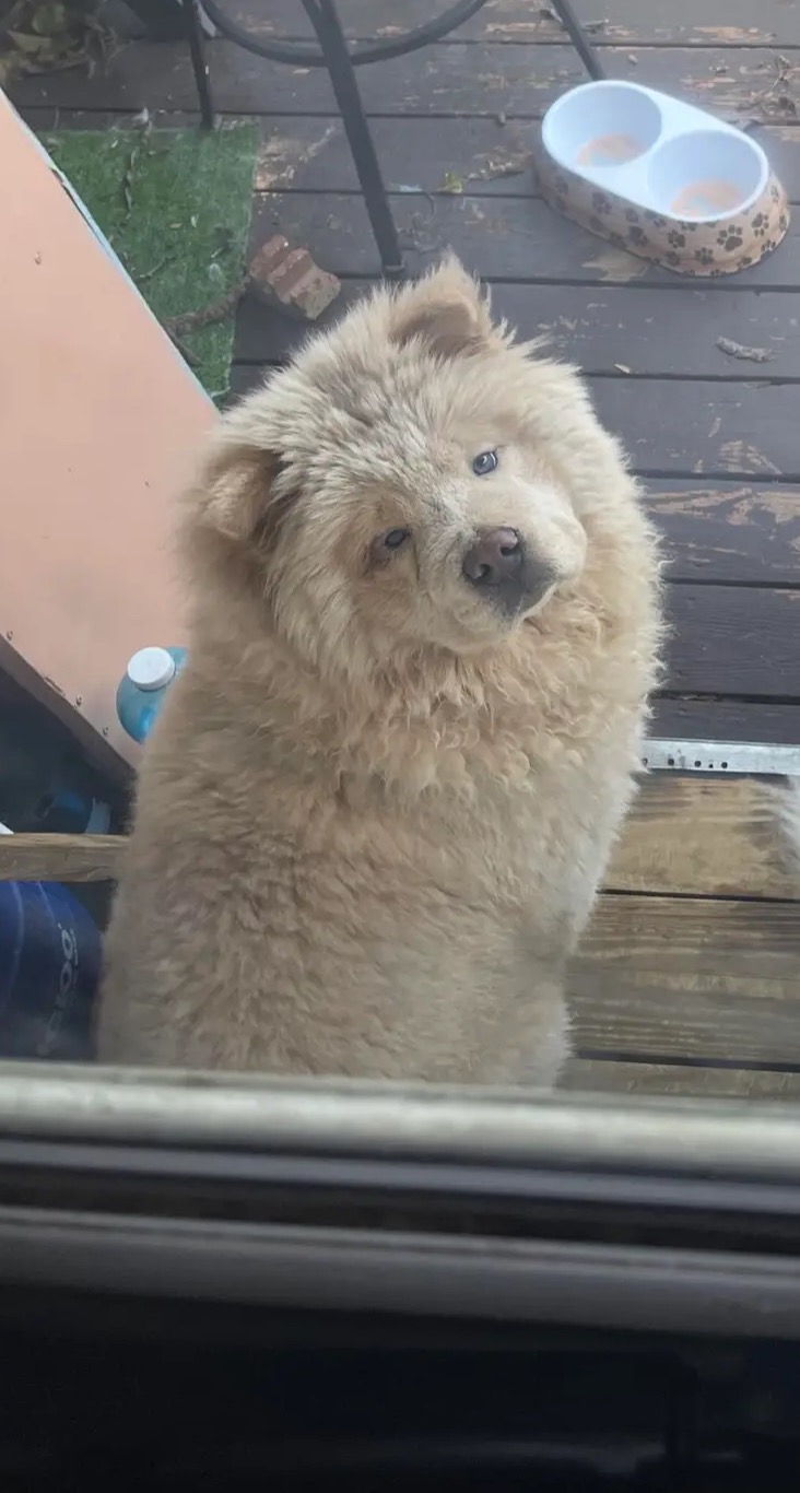 Help find Zamora, lost dog in Reading, PA