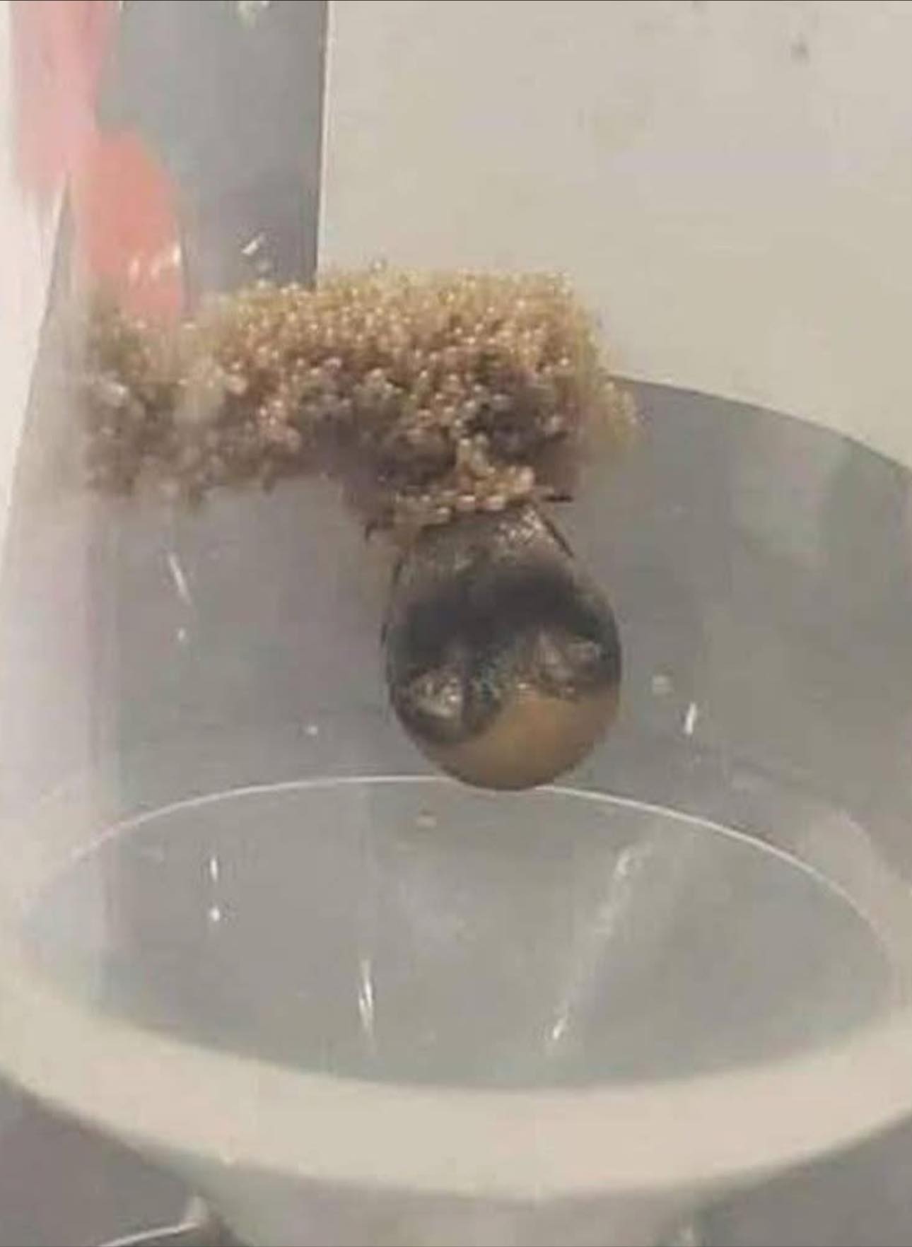 Michelle - From a local gardener: This tick has been on display for us ...