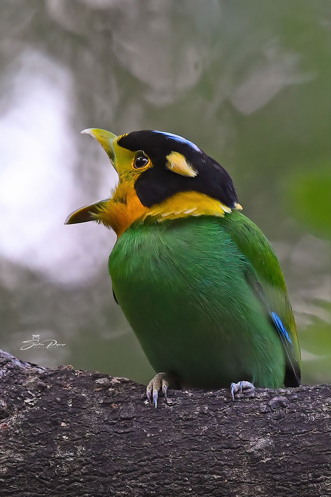 Long-tailed broadbill in Mussoorie, Uttarakhand