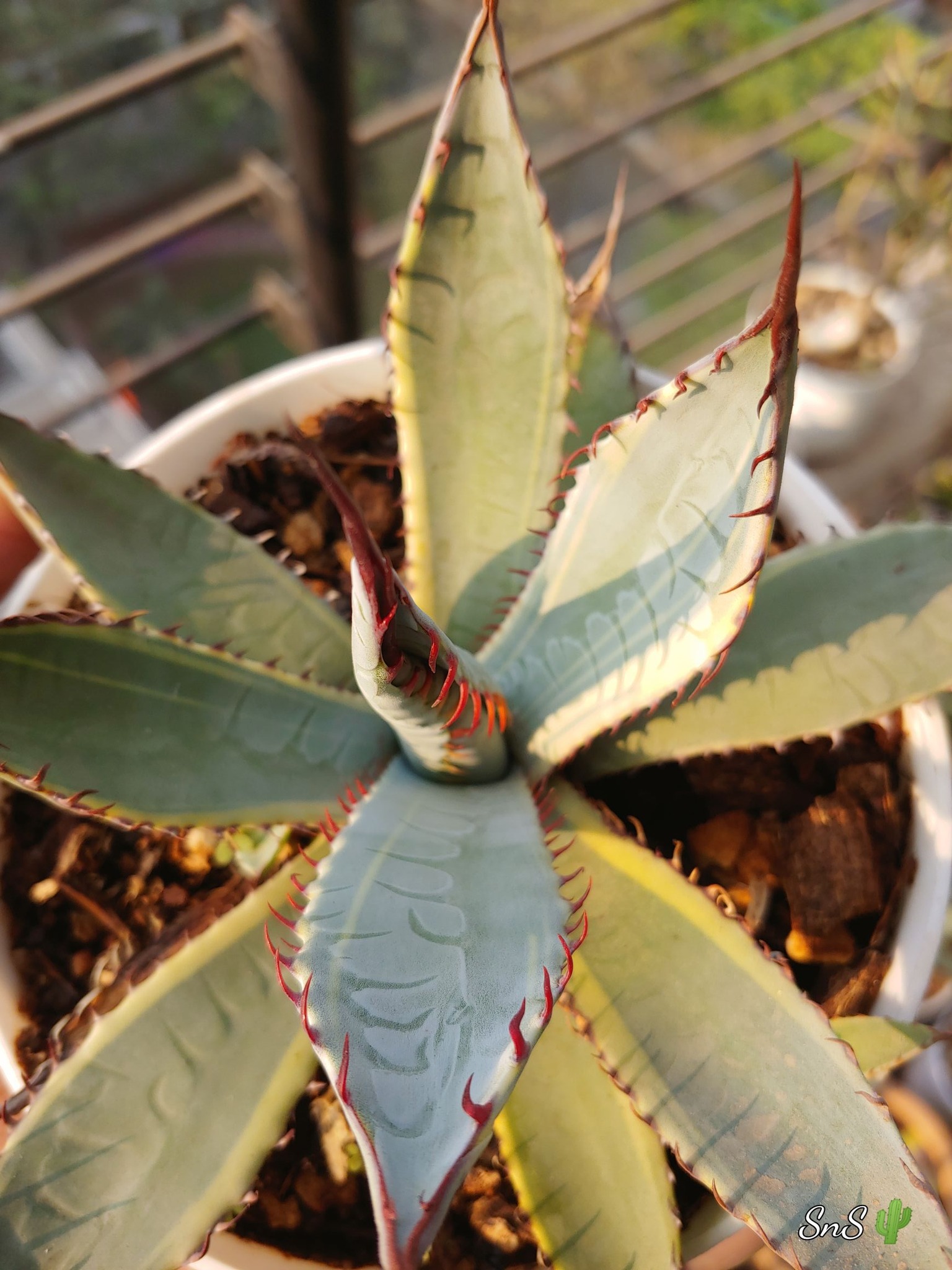 Agave palmeri 'Kutsugen No Mai Ogi' variegated