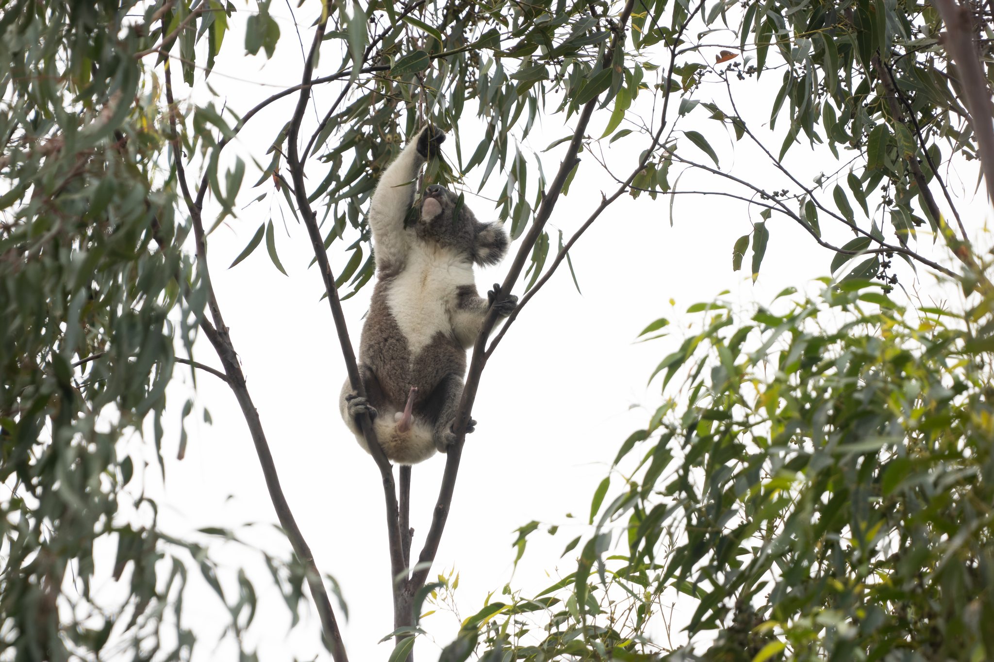 🐨 Wait... TWO heads?! Yep.... - Friends of the Koala Inc. | Facebook