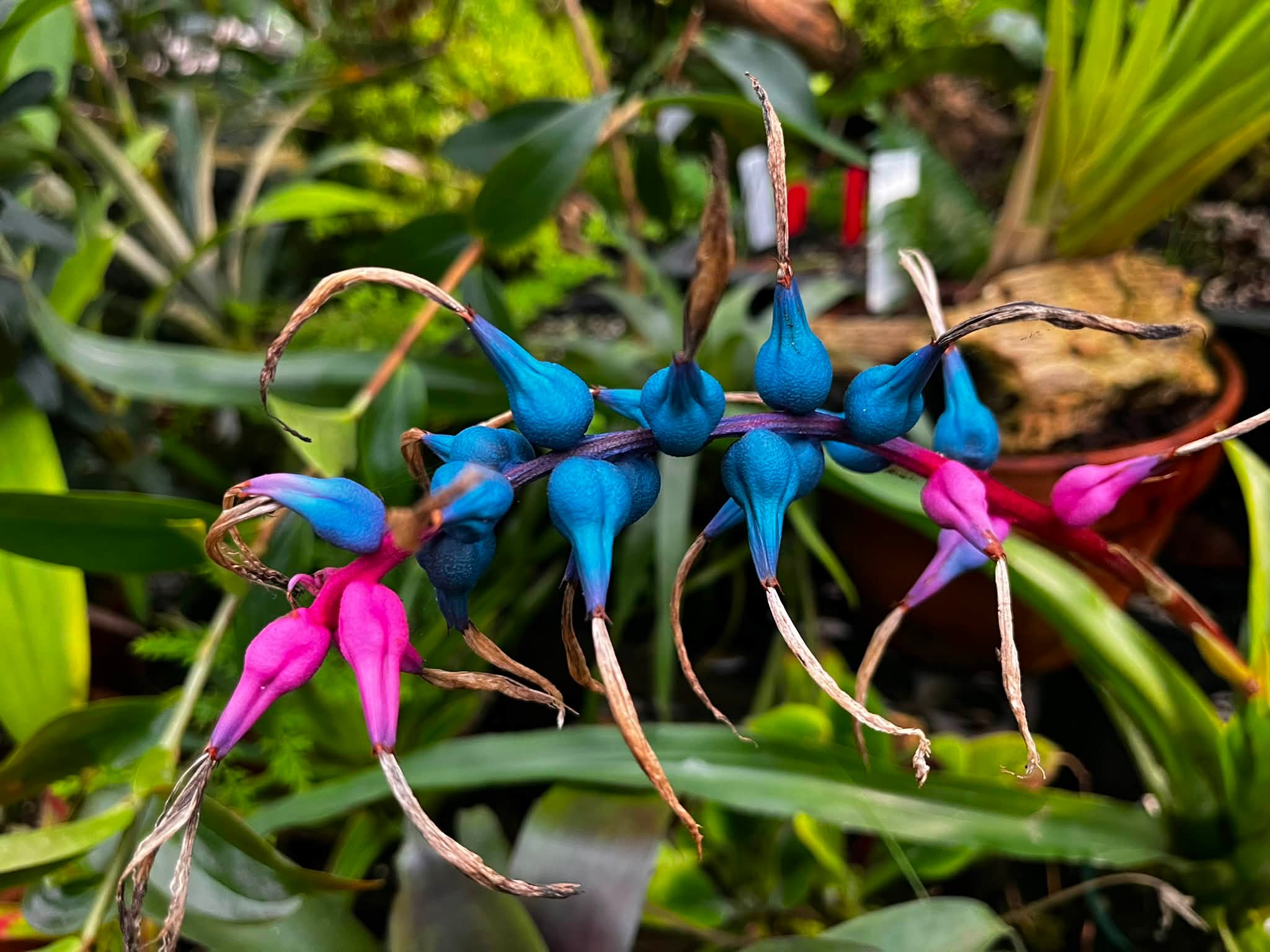 Aechmea Black Warrior