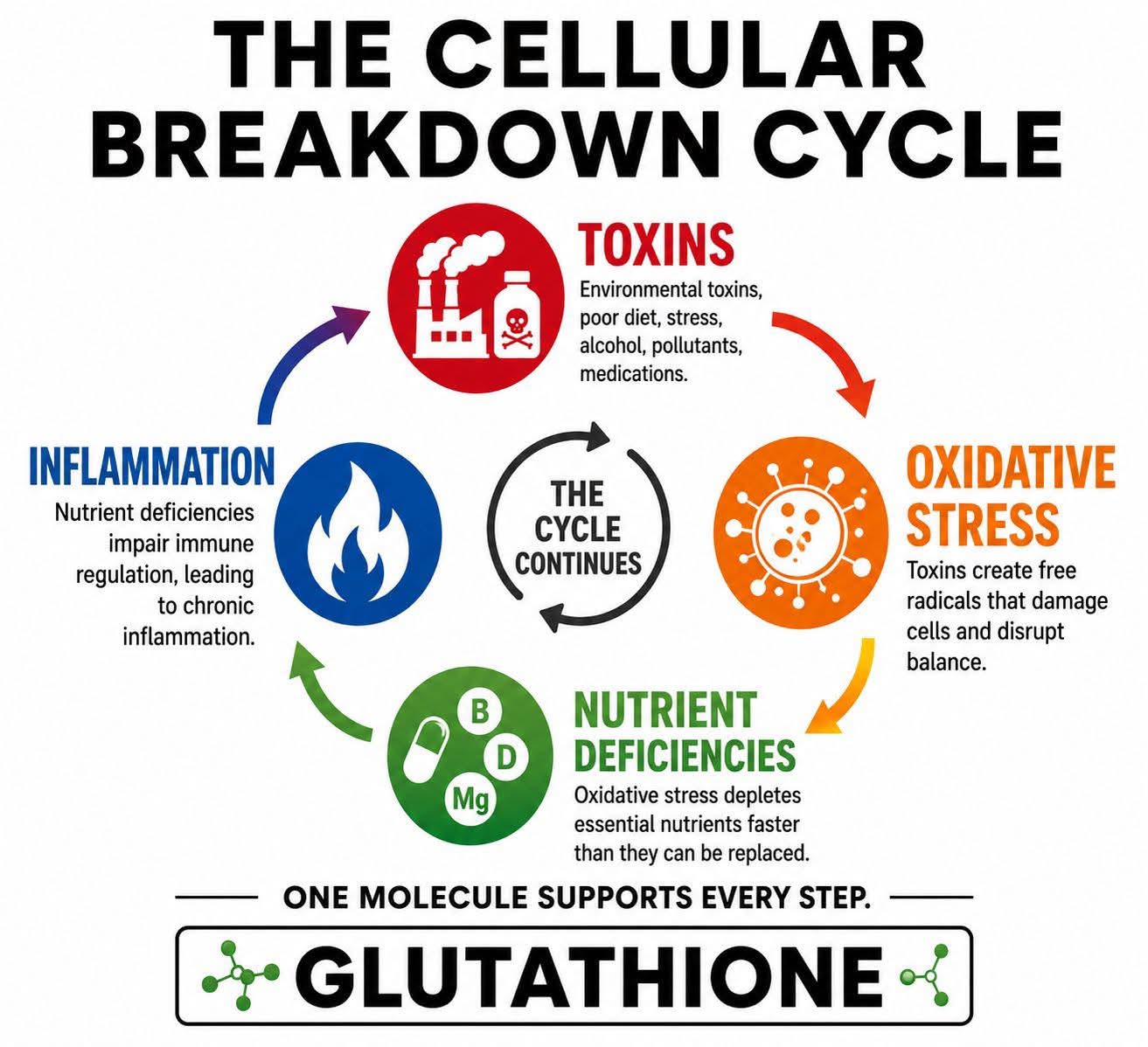 Glutathione, the body's key antioxidant