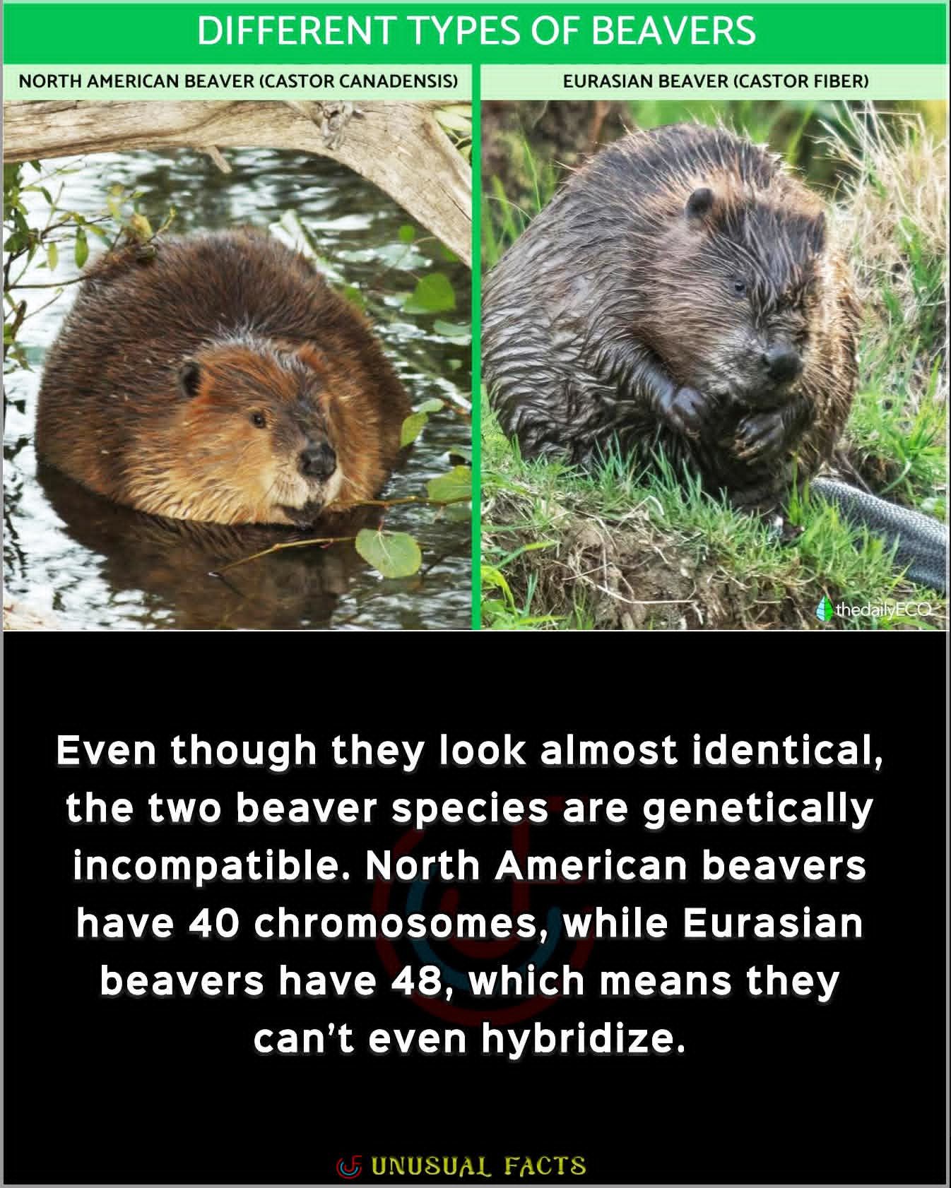 North american and eurasian beavers are different species