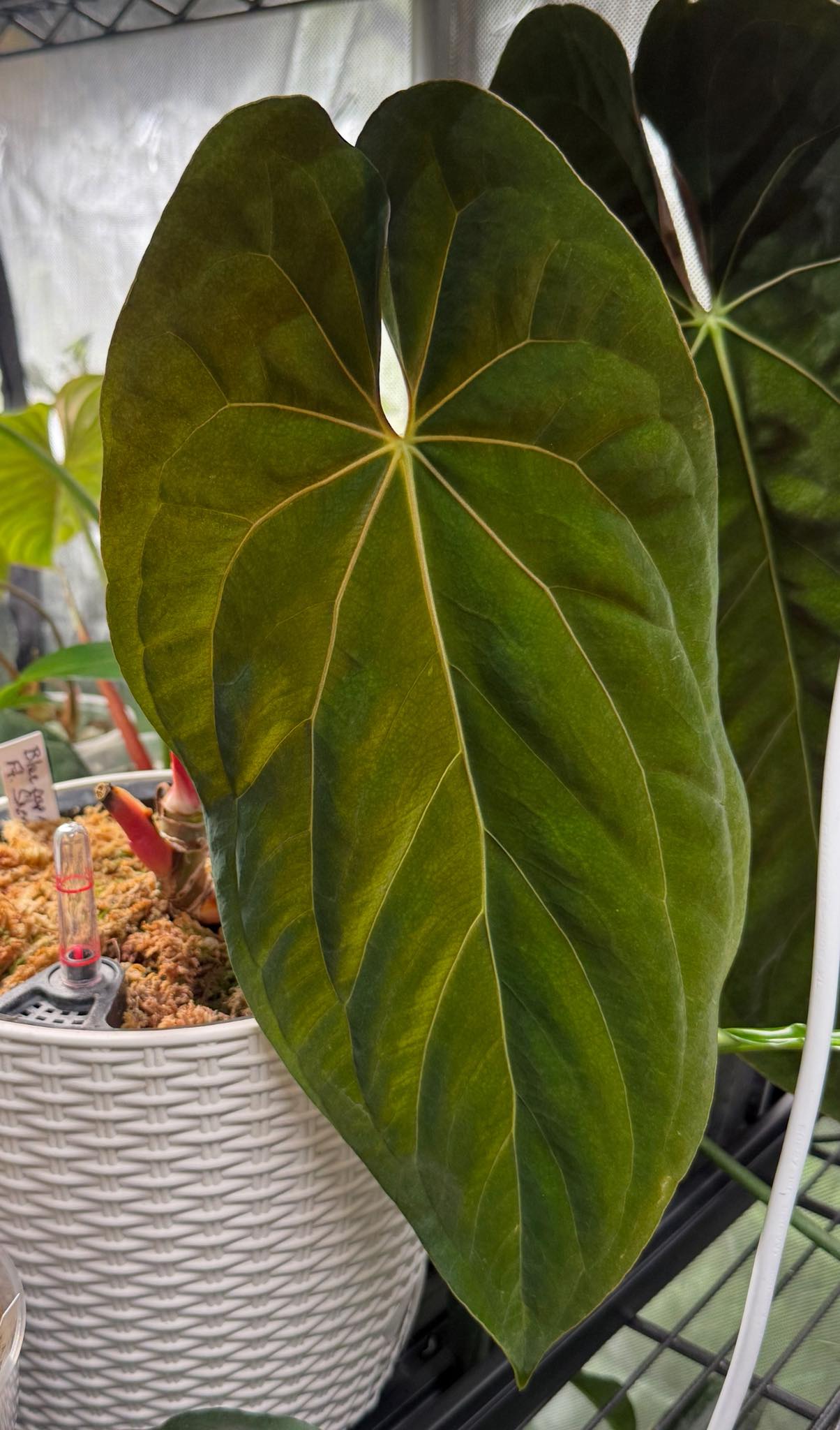 Anthurium papillilaminum”Ralph lynam” x “Fort sherman” clone JV