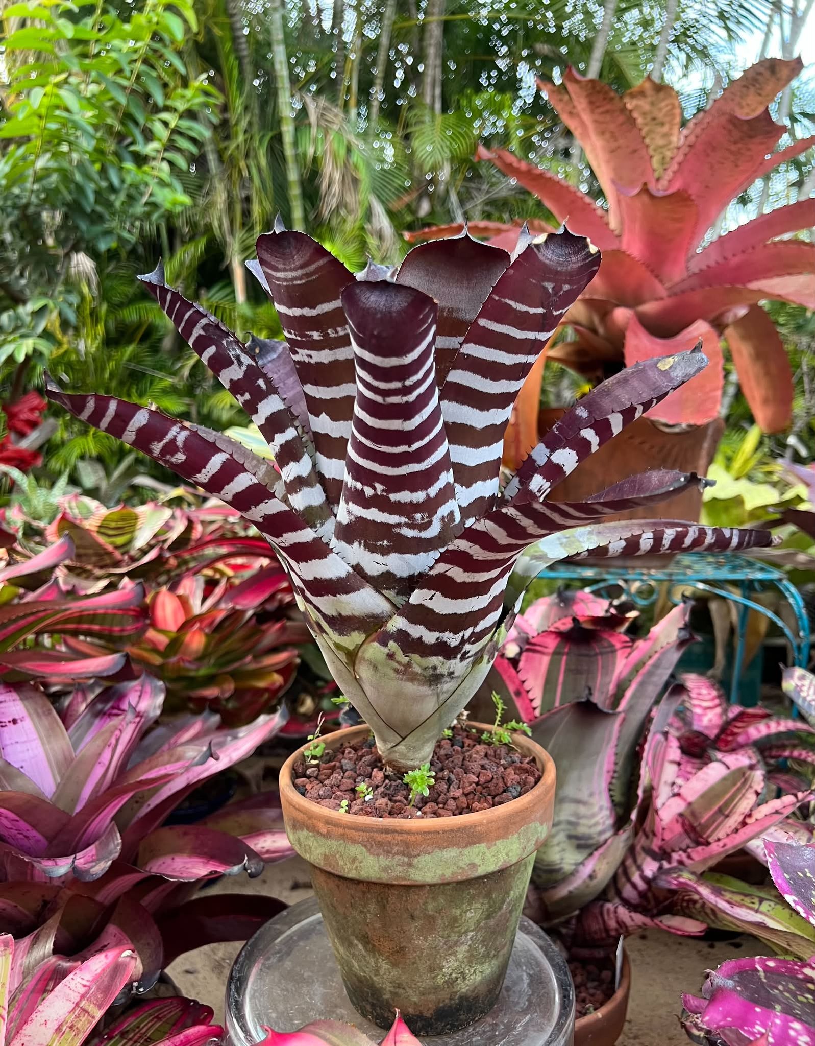 Aechmea brevicollis