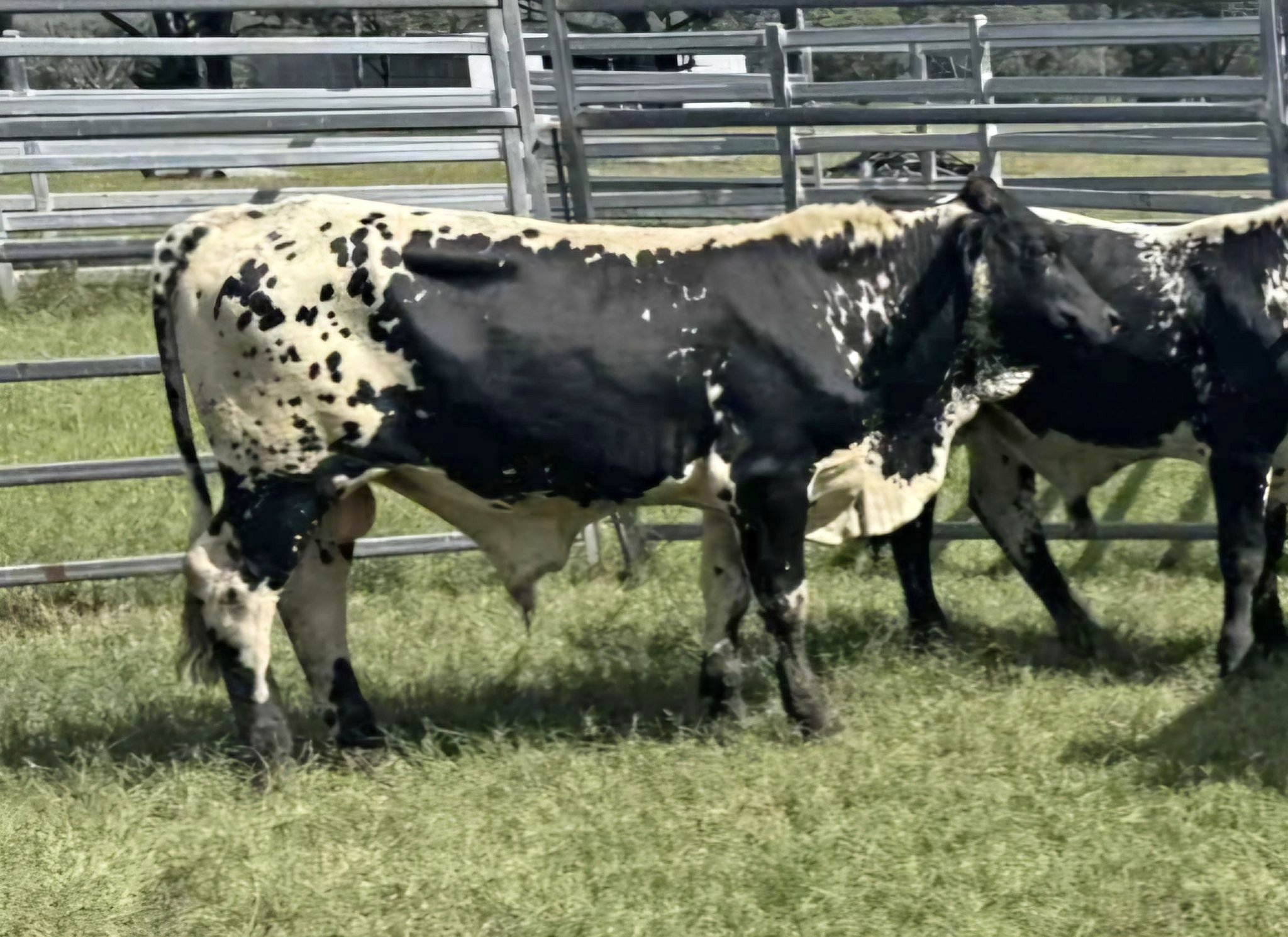 LOT 108 Gilbert St, Doongul, Qld 4620 - Property Details Australia