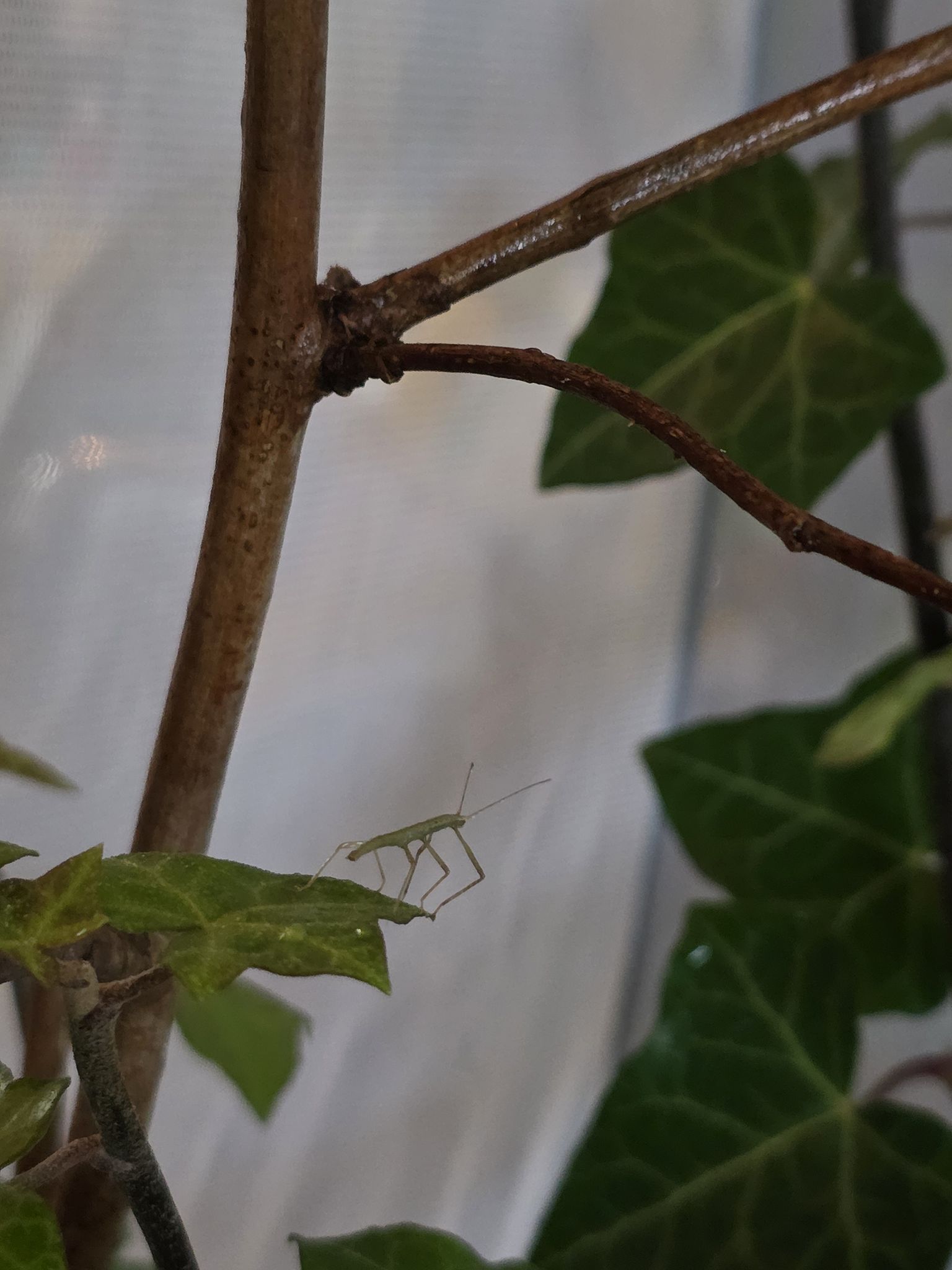 WE LOVE STICK INSECTS | 2 cm of cuteness | Facebook
