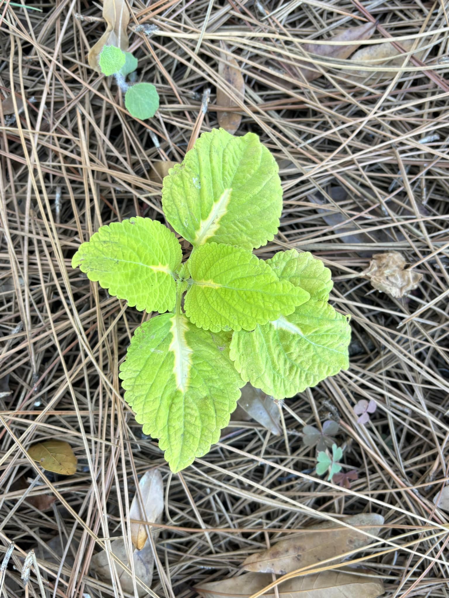 What is this plant found in my zone 10 backyard?