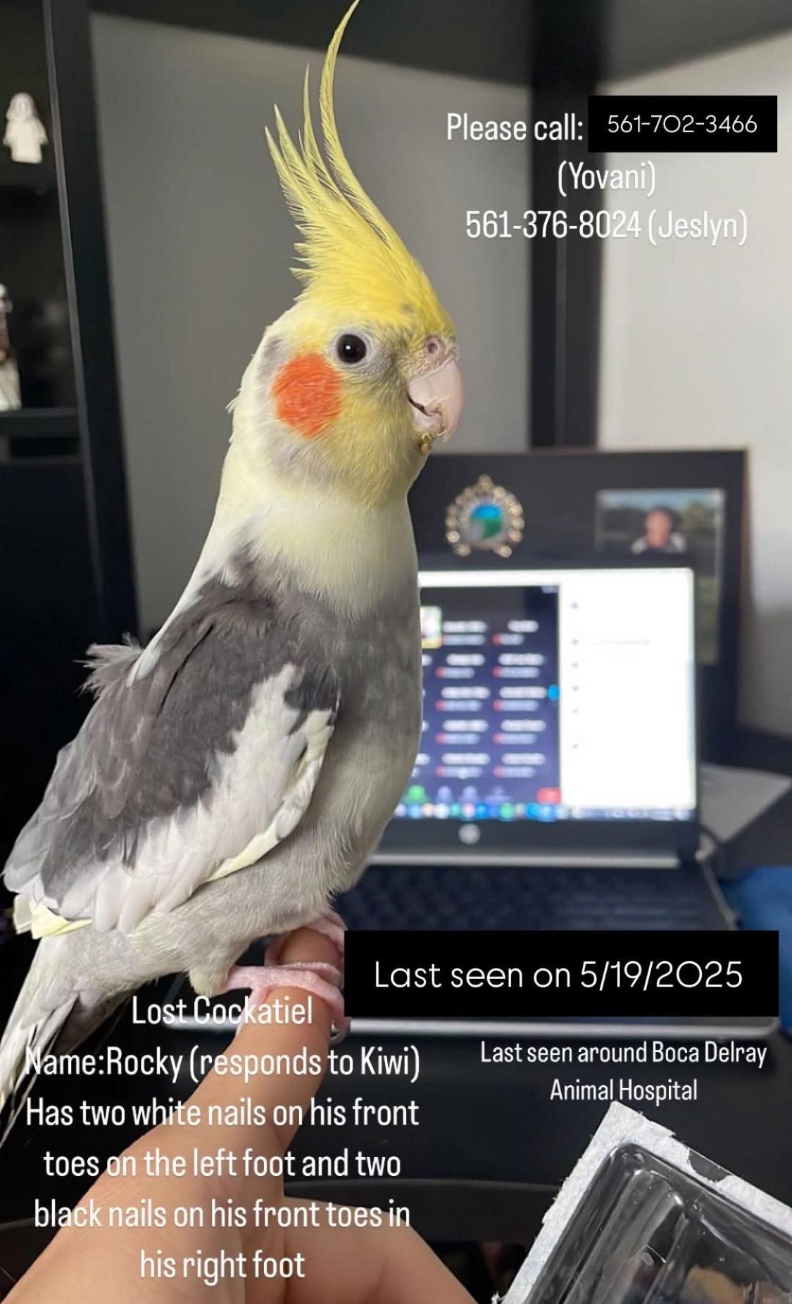 Kiwi Lost cockatiel named Rocky/Kiwi in Delray Beach, FL