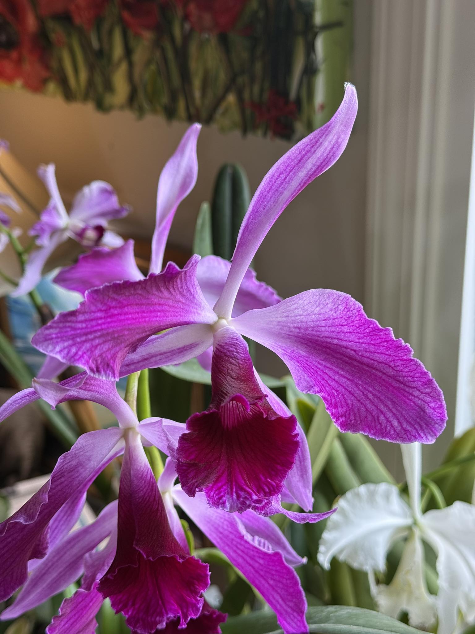 Laelia purpurata 'Nancy' FCC/AOS orchid display