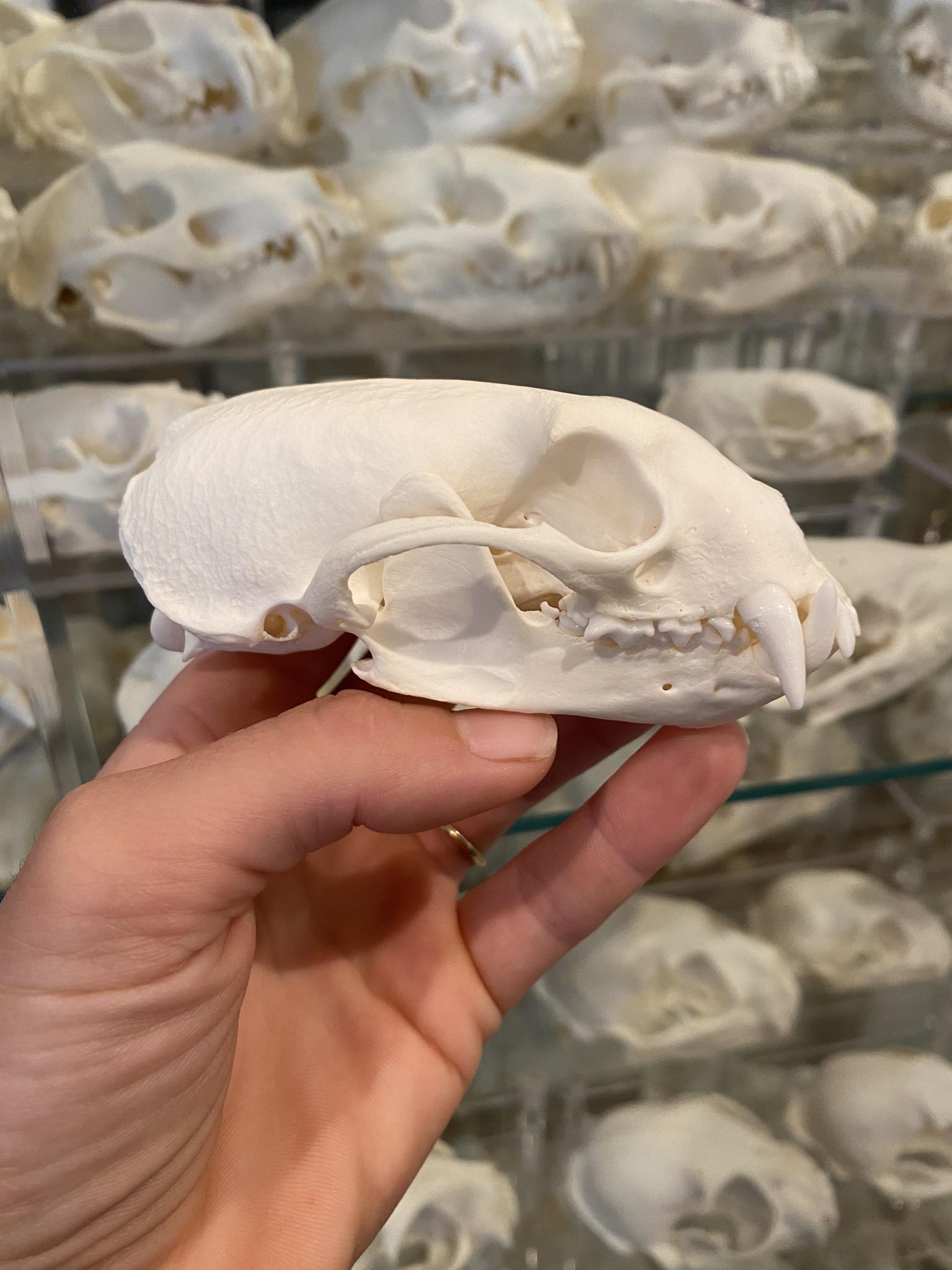 Asian palm civet skull articulation process