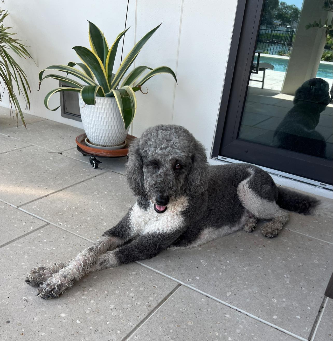 Poodles by the pool