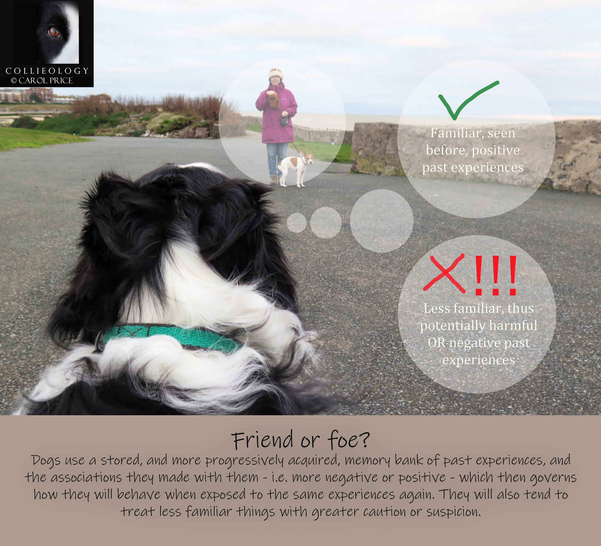 Collieology - TODAY OUR BREED EXPERT Carol Price looks at: ‘FEAR OF THE ...