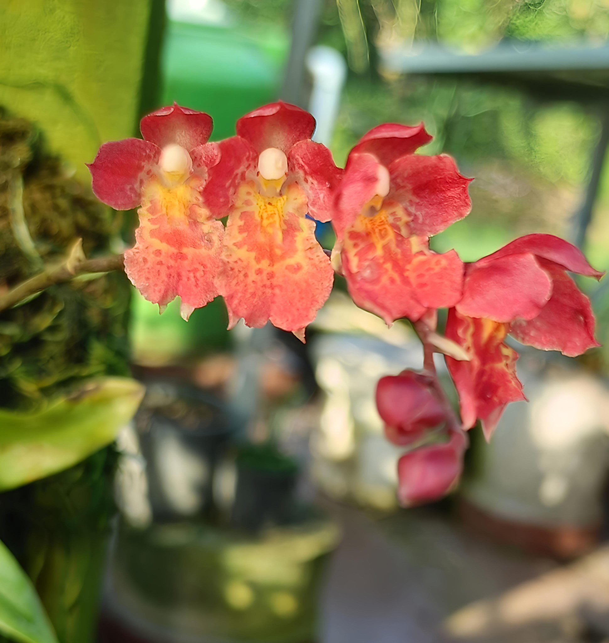 Leomesezia lava burst 'Pacific Sunrise' orchid