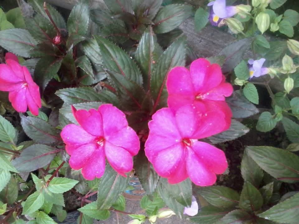Co's Digital Flora of the Philippines | Impatiens sp. Balsaminaceae ...