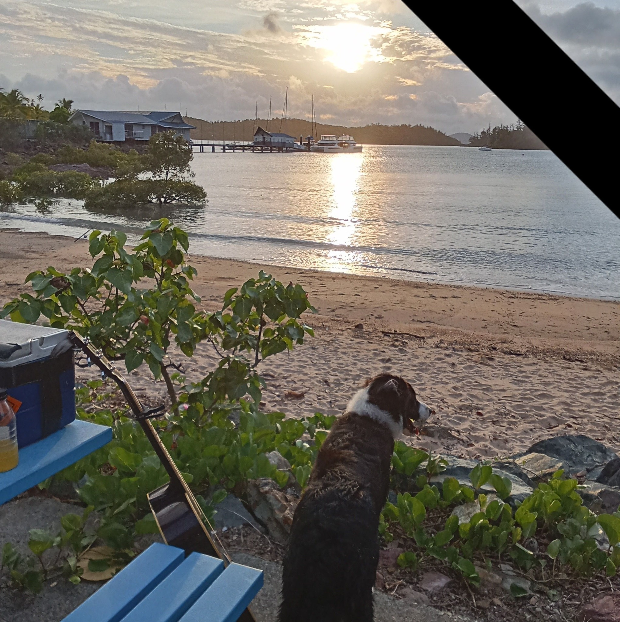 Dolly at Shute harbour beach to cool off. | Ray Fancke