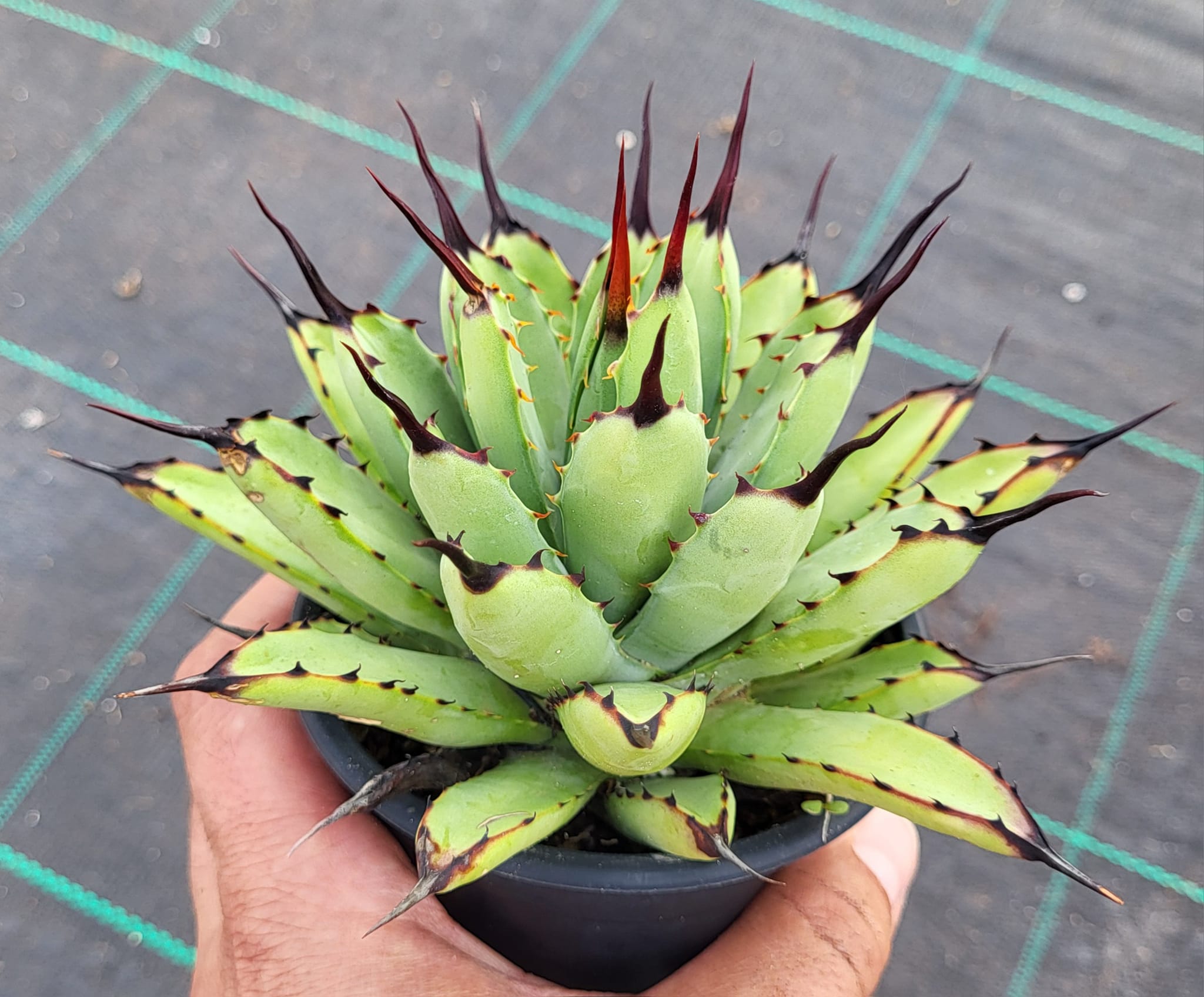Agave Macroacantha x Potatorum Top view