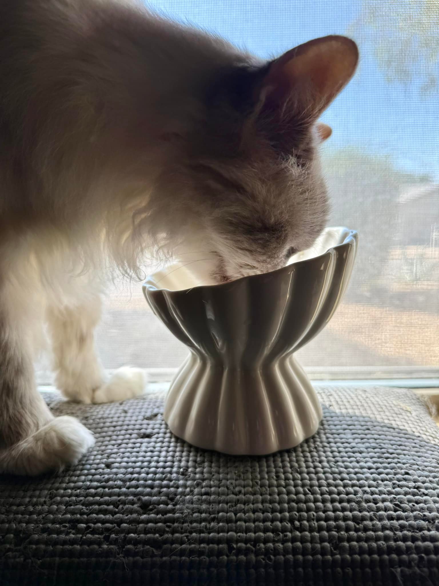 Fhiny 4Pcs Stainless Steel Dog Cat Bowl with Rubber Nigeria