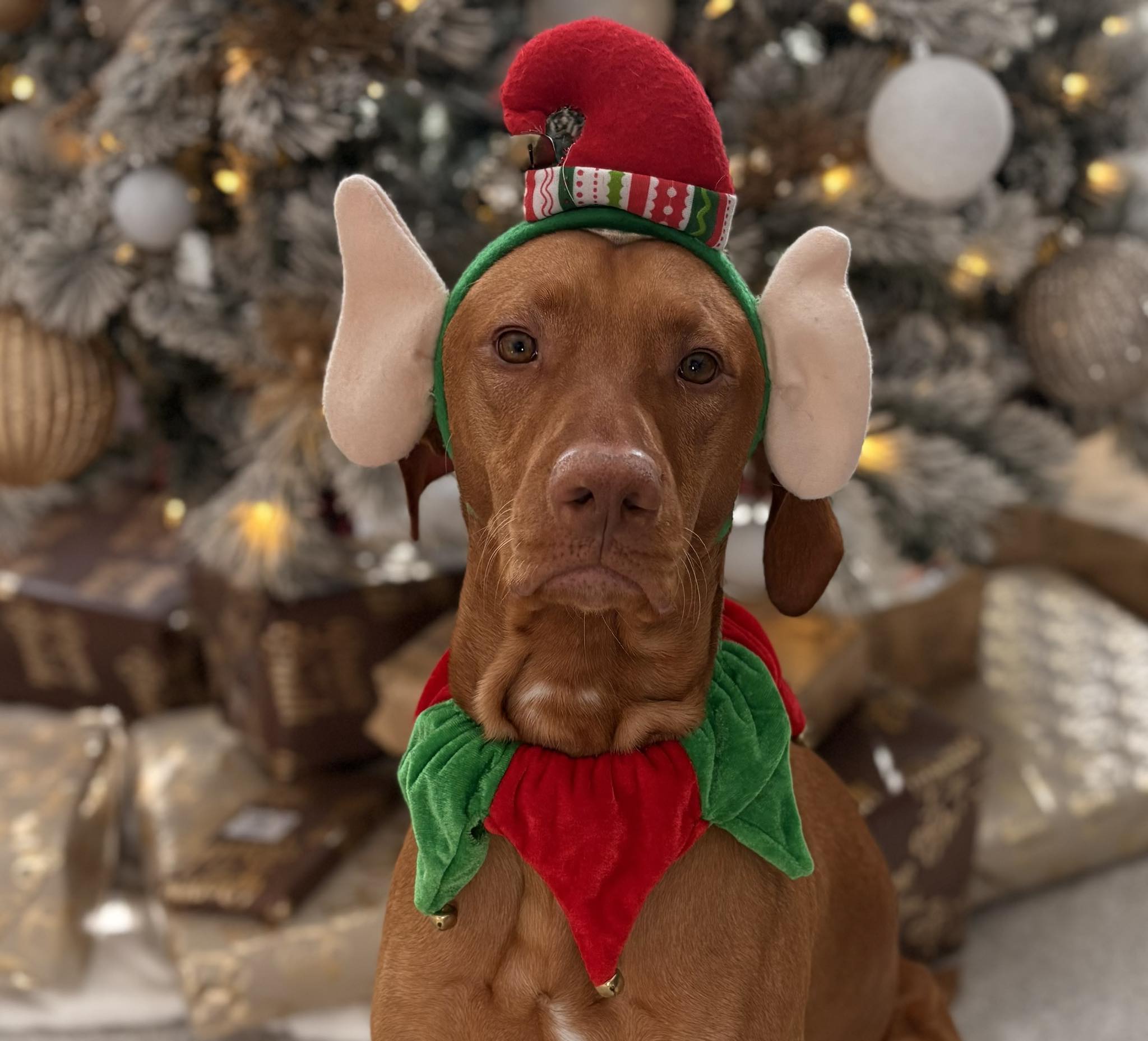 Vizsla dog in cute elf Christmas outfit