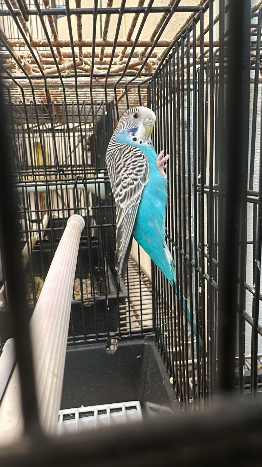 Lost parakeet in Bayville, New York