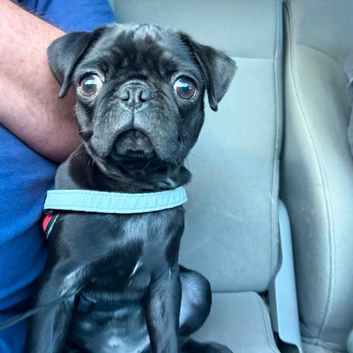 Pug addicts | Yesterday, we had to say goodbye to Skeeter Dog | Facebook