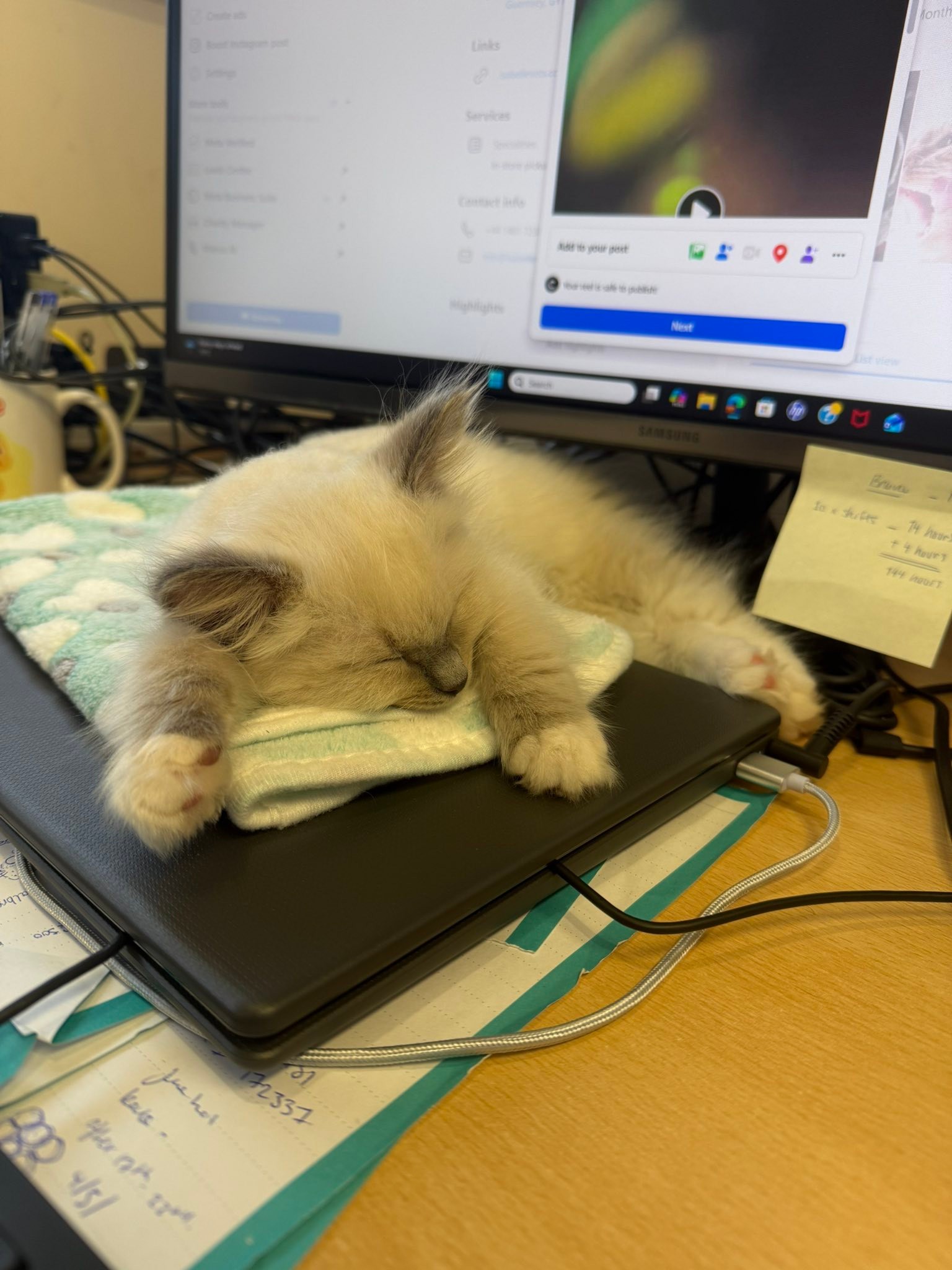 How to keep a confident kitten calm and friendly