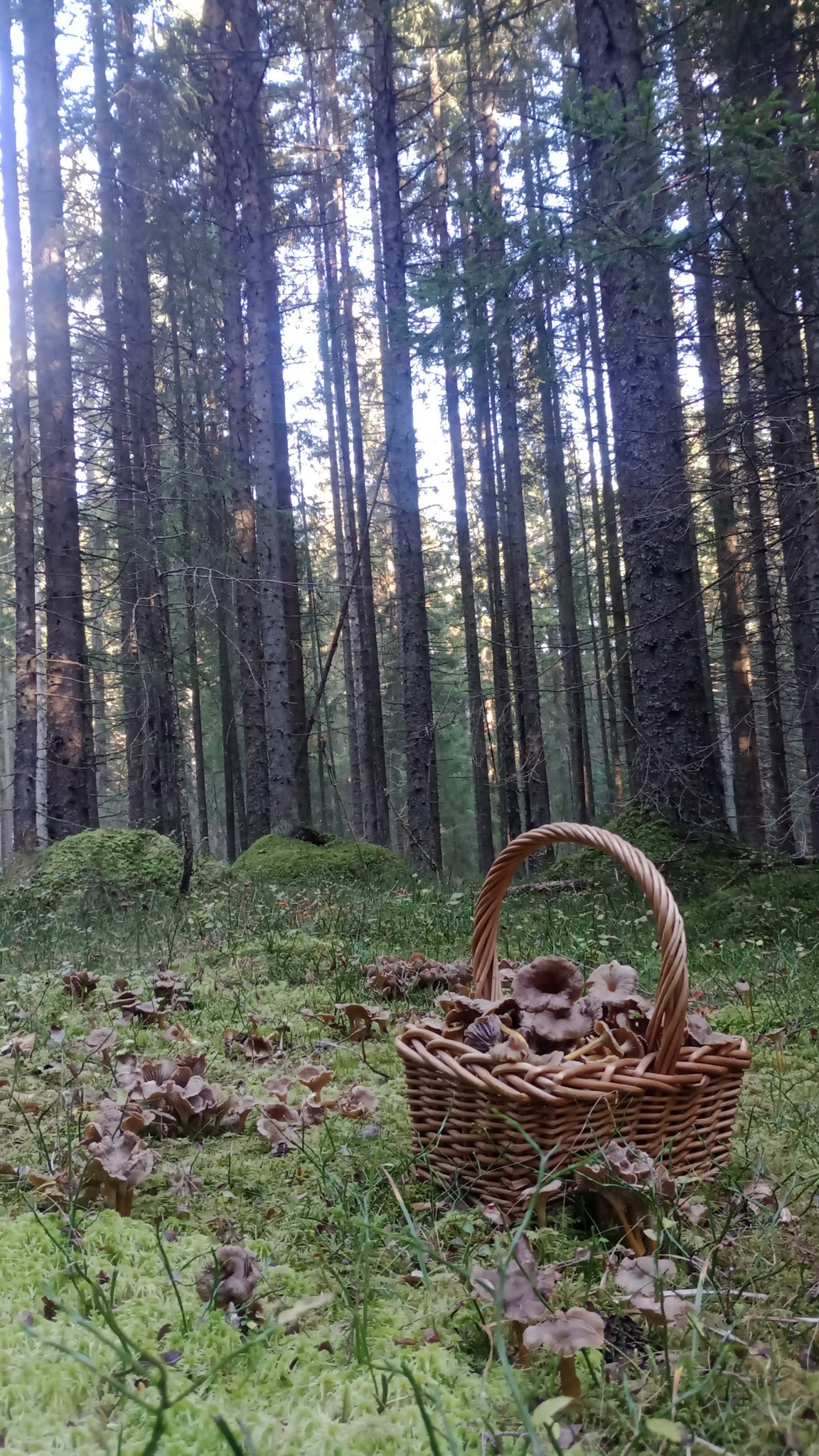SOPP-plukkere | En helg med å utforske en ny skog og plukket frosne ...