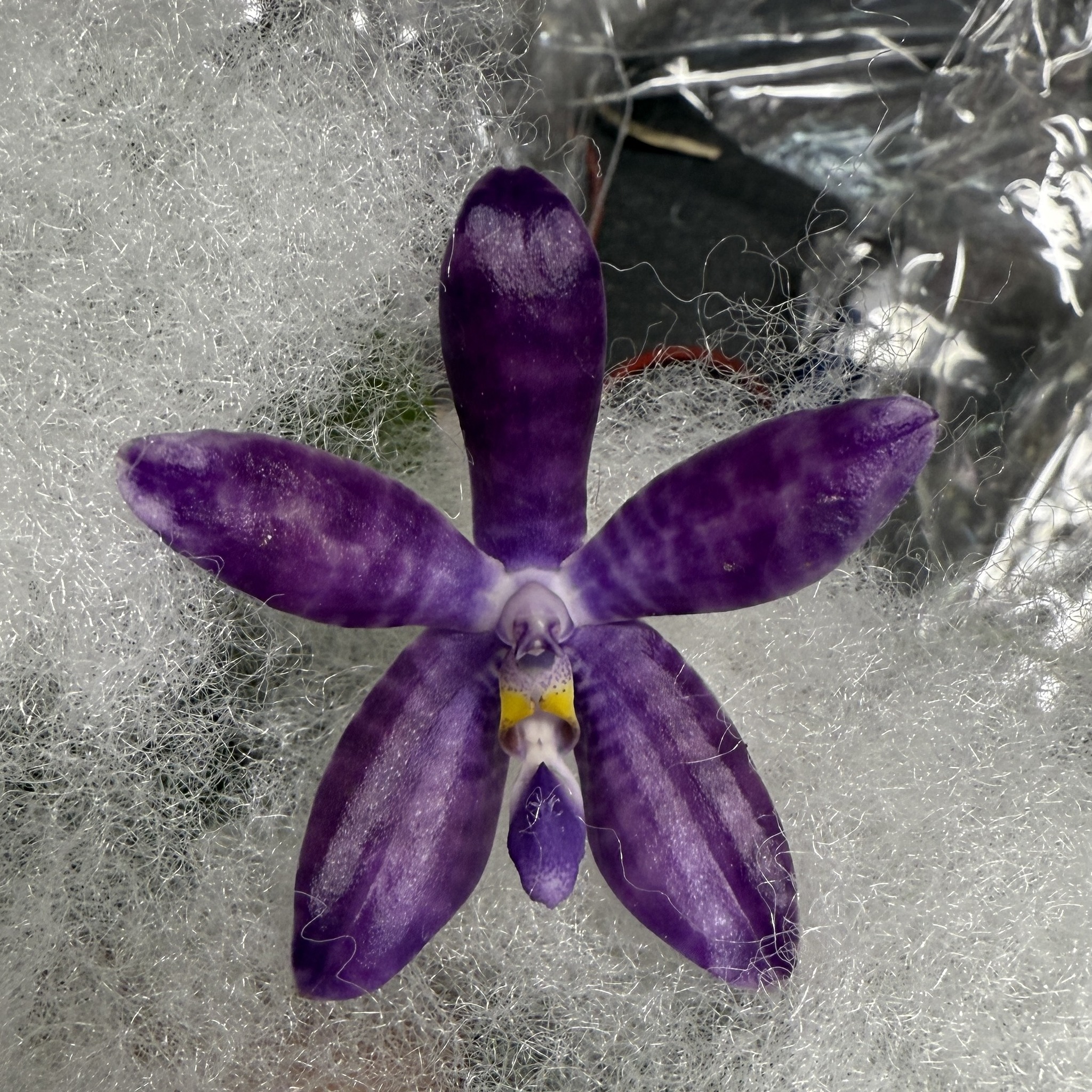 苗 胡蝶蘭Jamboree Blossom x Liou Blue Parrot