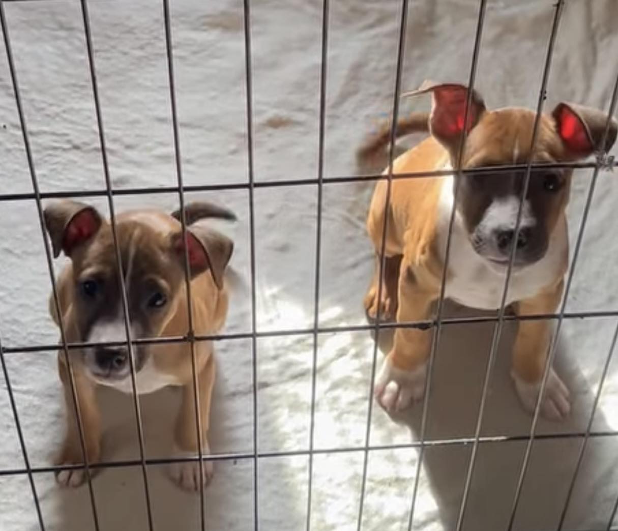 Boxer Paws Rescue | Seriously though, how do these little boxer mix ...
