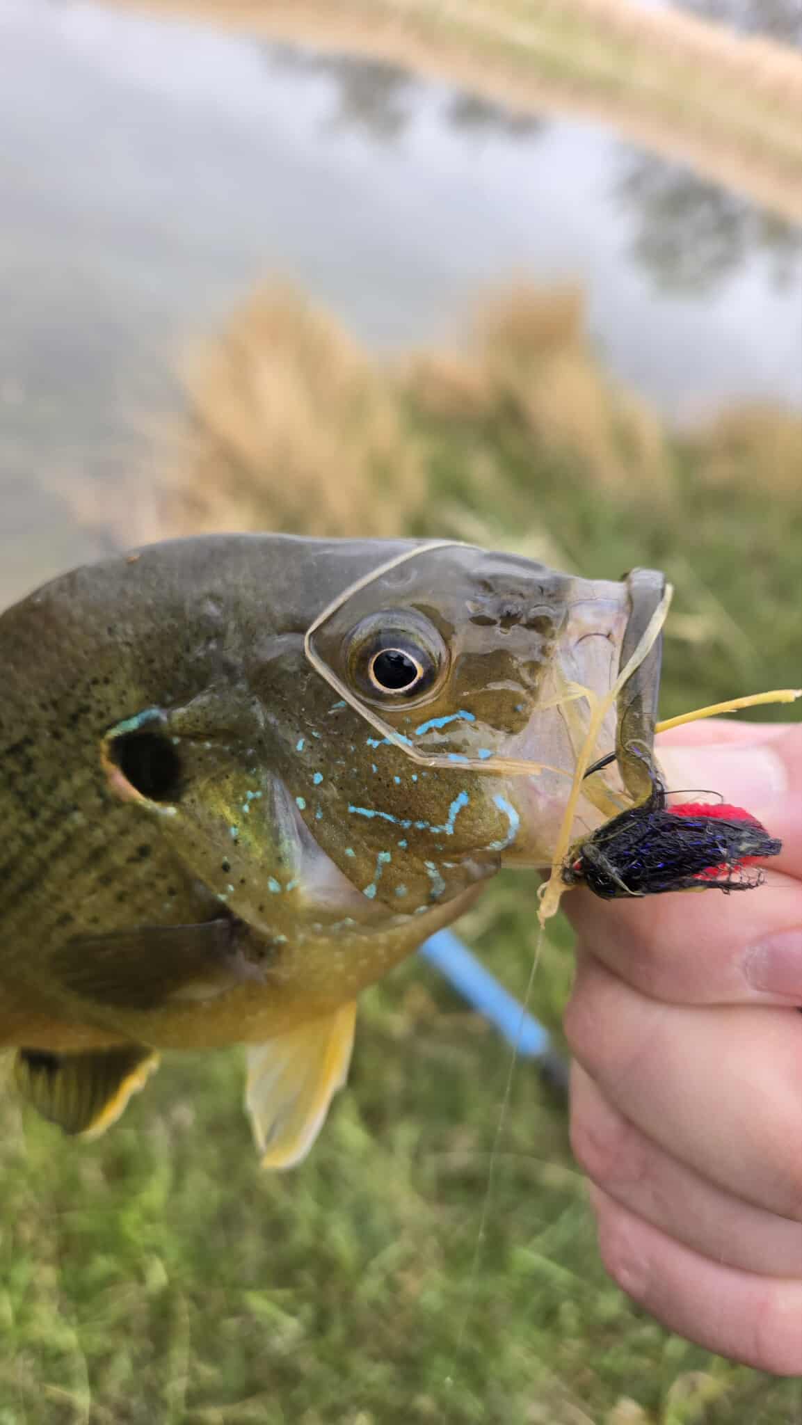 airflo tackle bags Beyond Fishing Hauler -Available in Medium, Large, and Extra-Large Medium Best Fishing Rod and Slow Jigging Size:ONE SIZE From early mornings on
