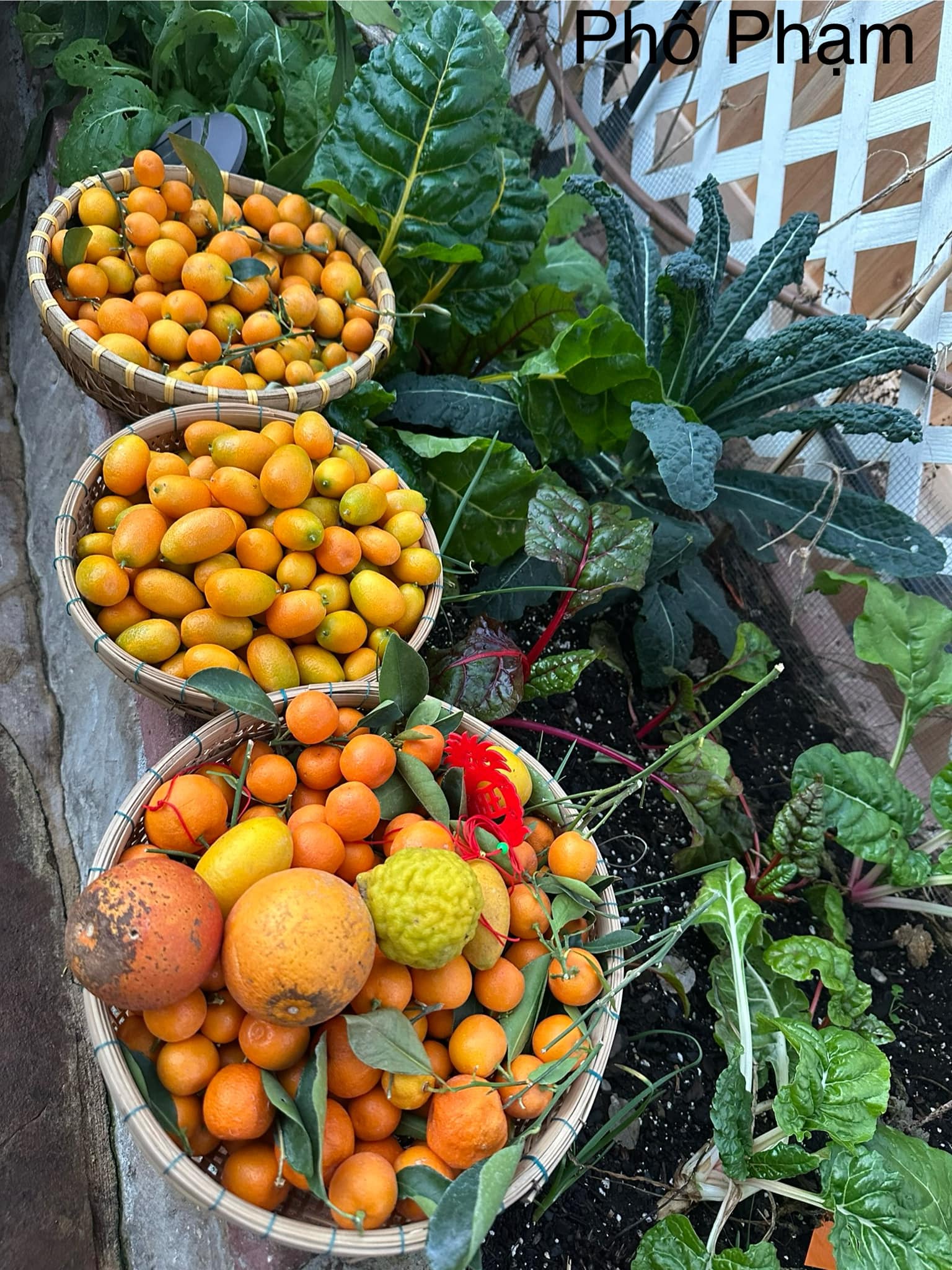 Harvesting ripe kumquats and calamodin in Austin, TX