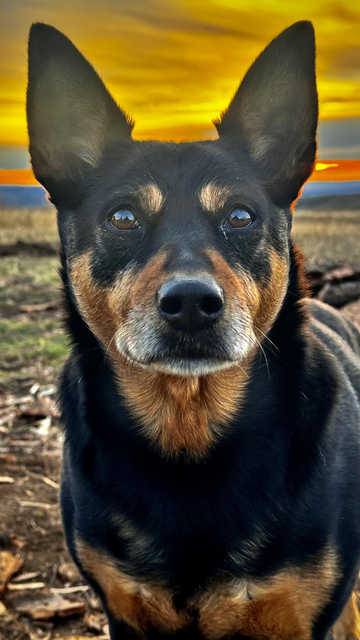 Michael Ridge - Best dog I ever known | Facebook