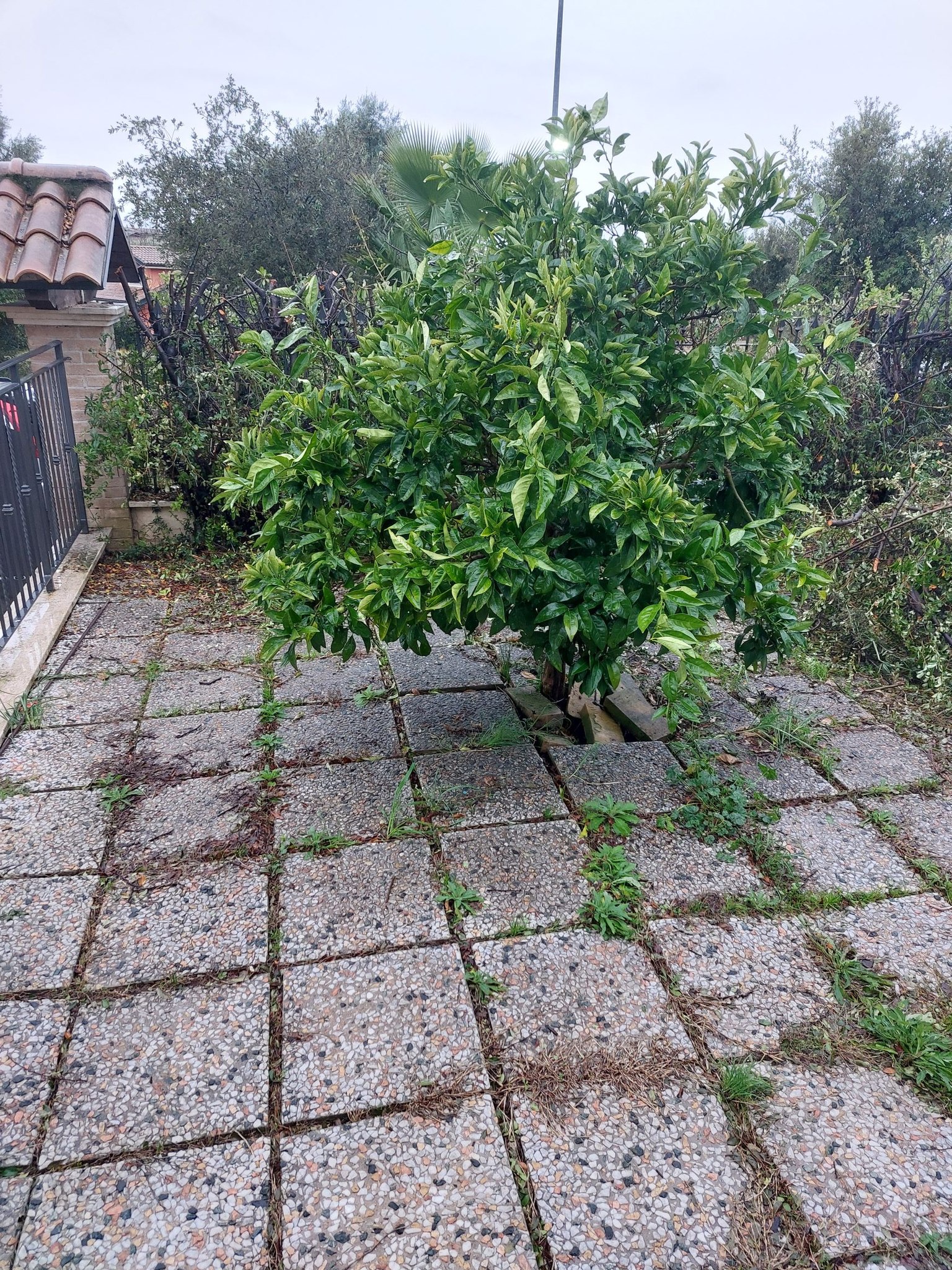Passione Orto | Salve a tutti sono nuovo del gruppo e vorrei un ...