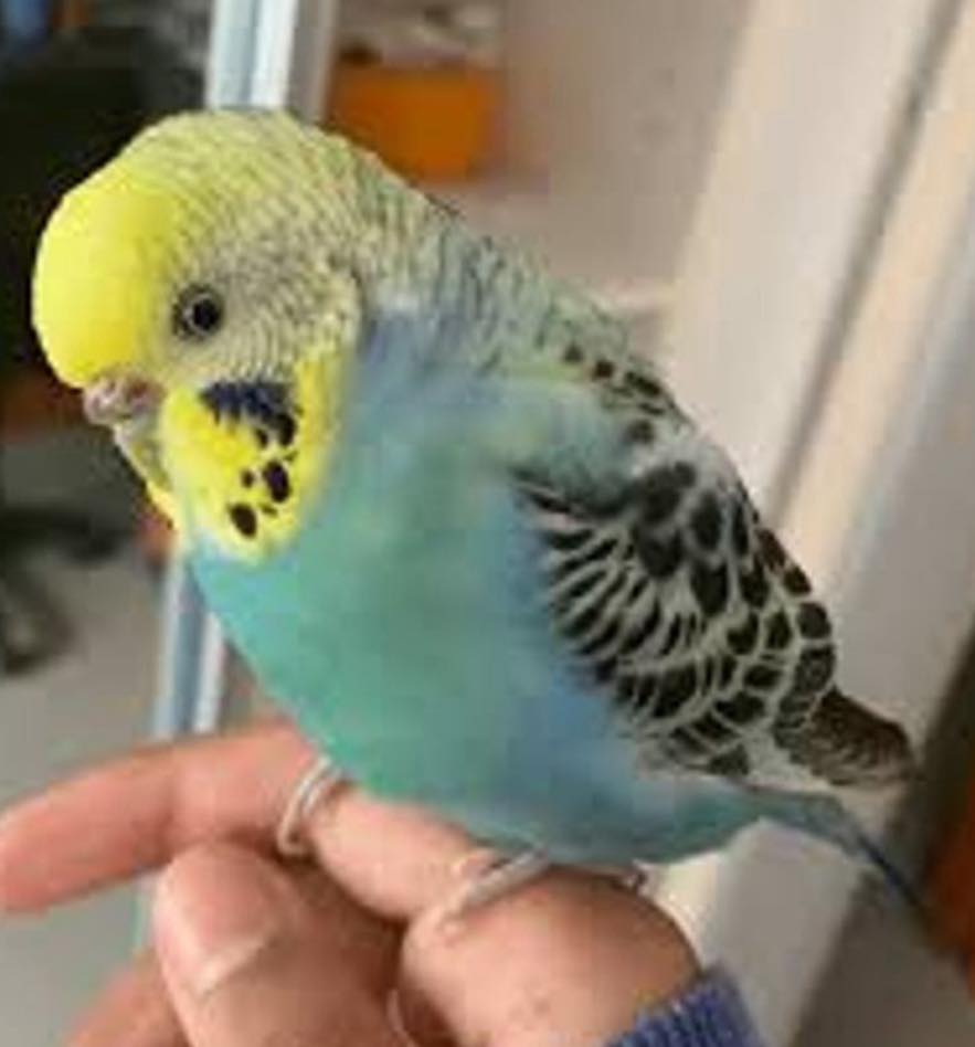 Lost light blue and yellow head budgies in Buffalo, NY