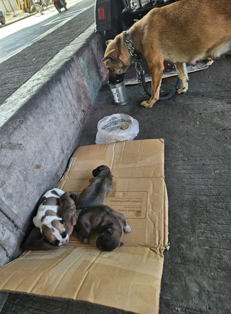 DOGPh - DOG Owners Group Philippines 🇵🇭 | Please help, 3 po silang dogs ...