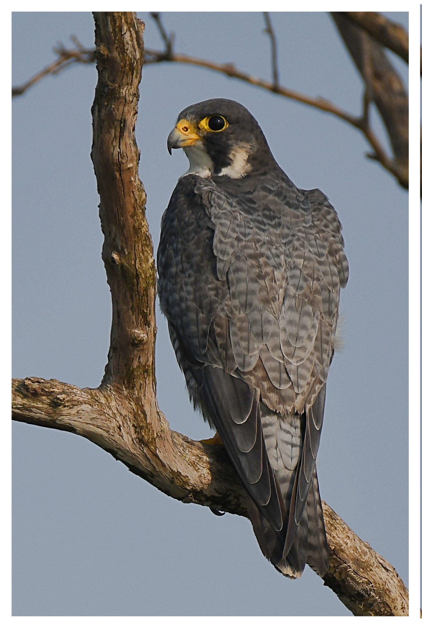 Indian Birds | My closest encounter with the fastest raptor... | Facebook