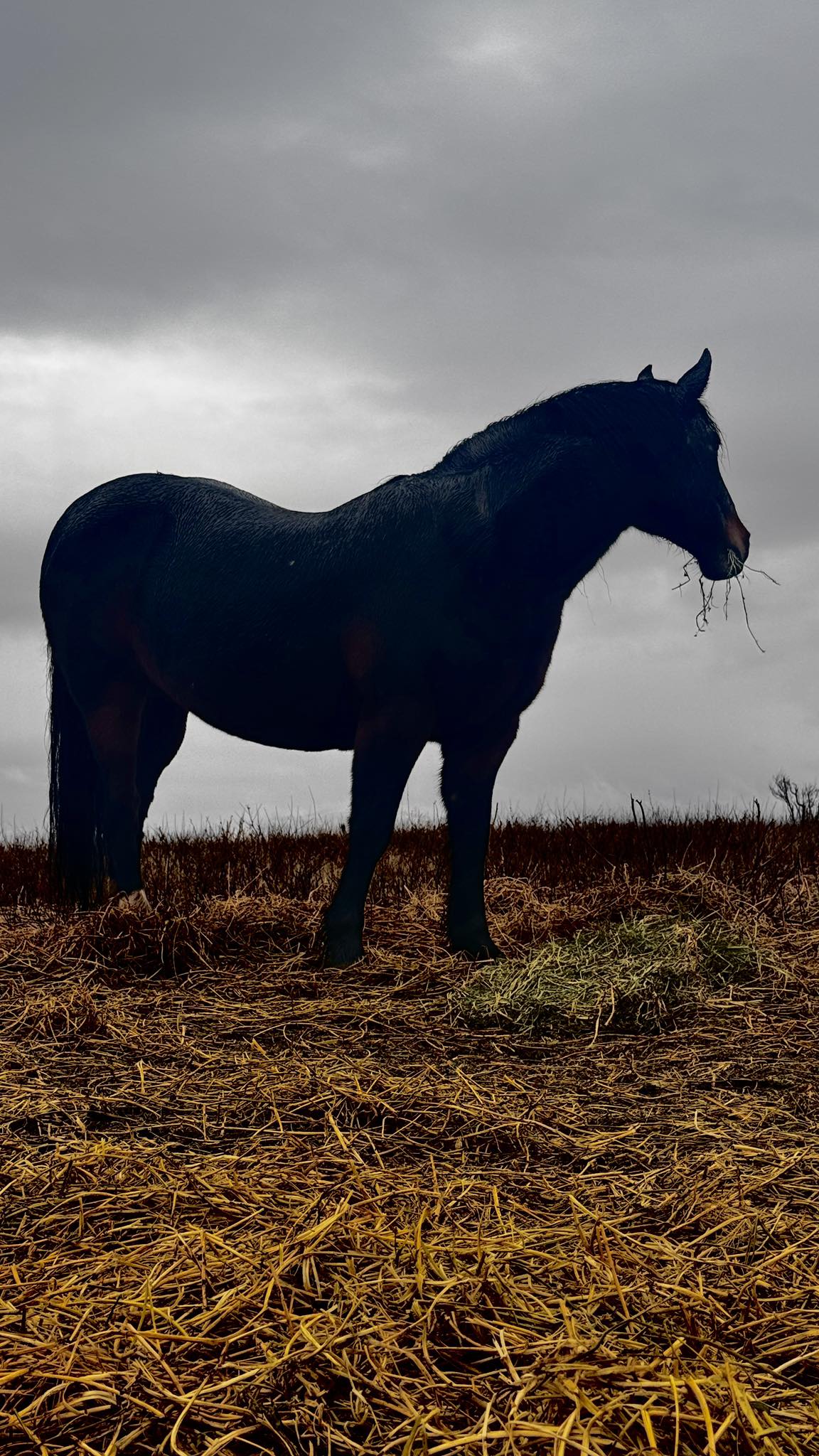 Michael Ridge - Winter hay | Facebook