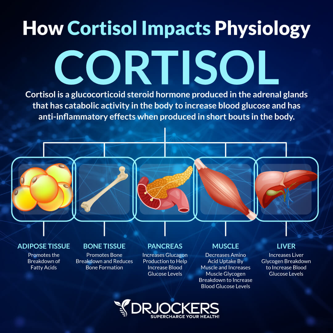 does l-carnitine lower cortisol Would you know please how Acetyl L Carnitine can increase levels or adrenal function? I tried it for mitochondrial support, ammonia, oxydativ stress...i tried a whole capsule first and experienced high ALCAR (acetyl L-carnitine) powder WEIGHT:30TABS Regenerative & Recovery Research