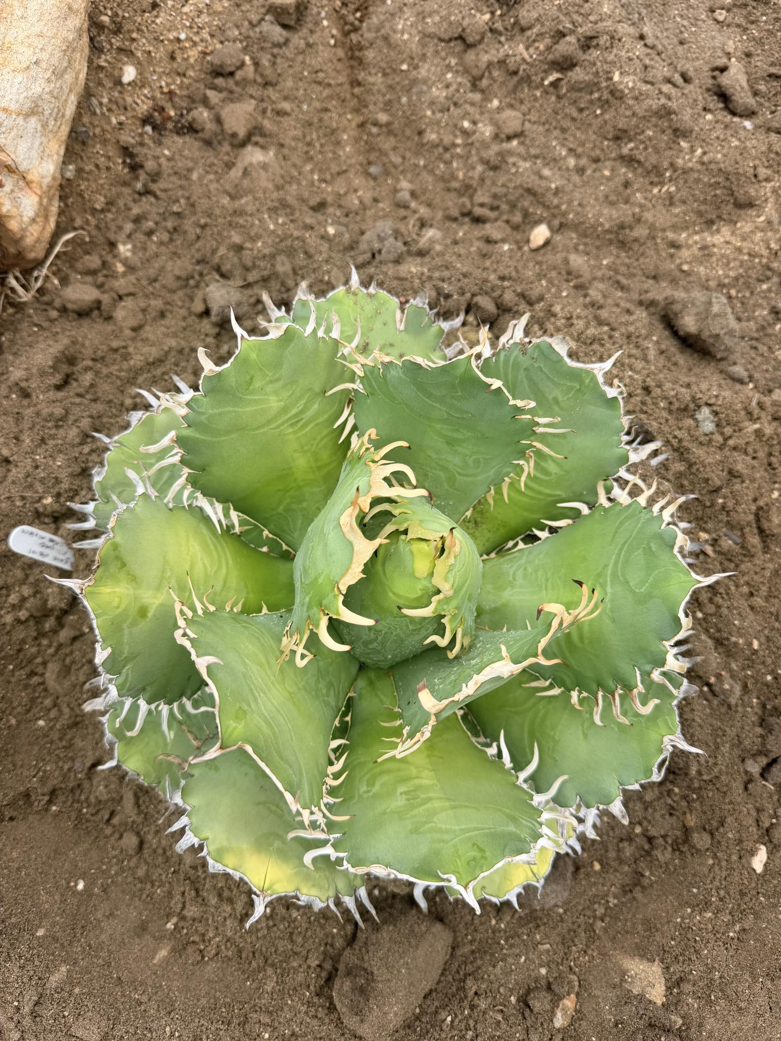 Agave oteroi devil's filigree in a planter by me.