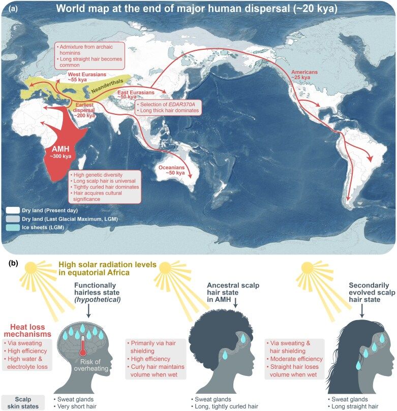 Evolution | Human migration and the evolution of scalp hair | Facebook