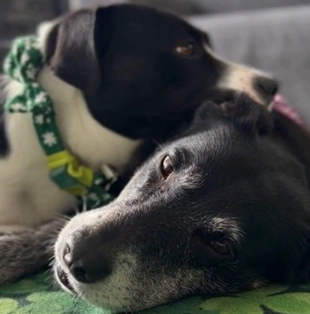 Tippy Unconditional Love ️ | Sean Bollig Moon