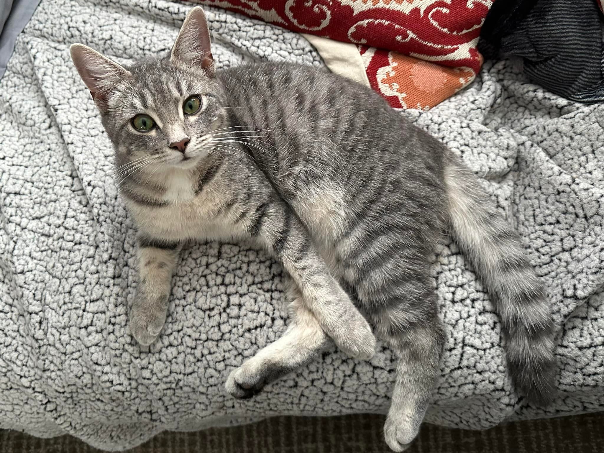 Adopt male cat siblings in Rock Hill, NY