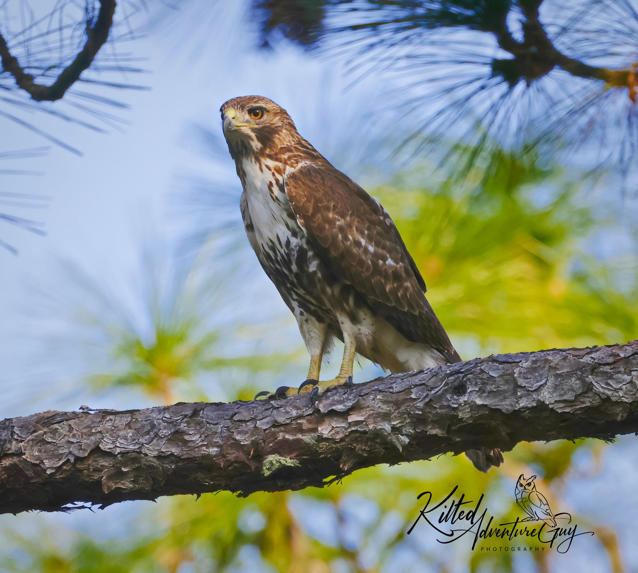 Chad - Red-tailed hawk, normal Eastern variant. I haven't gotten a ...