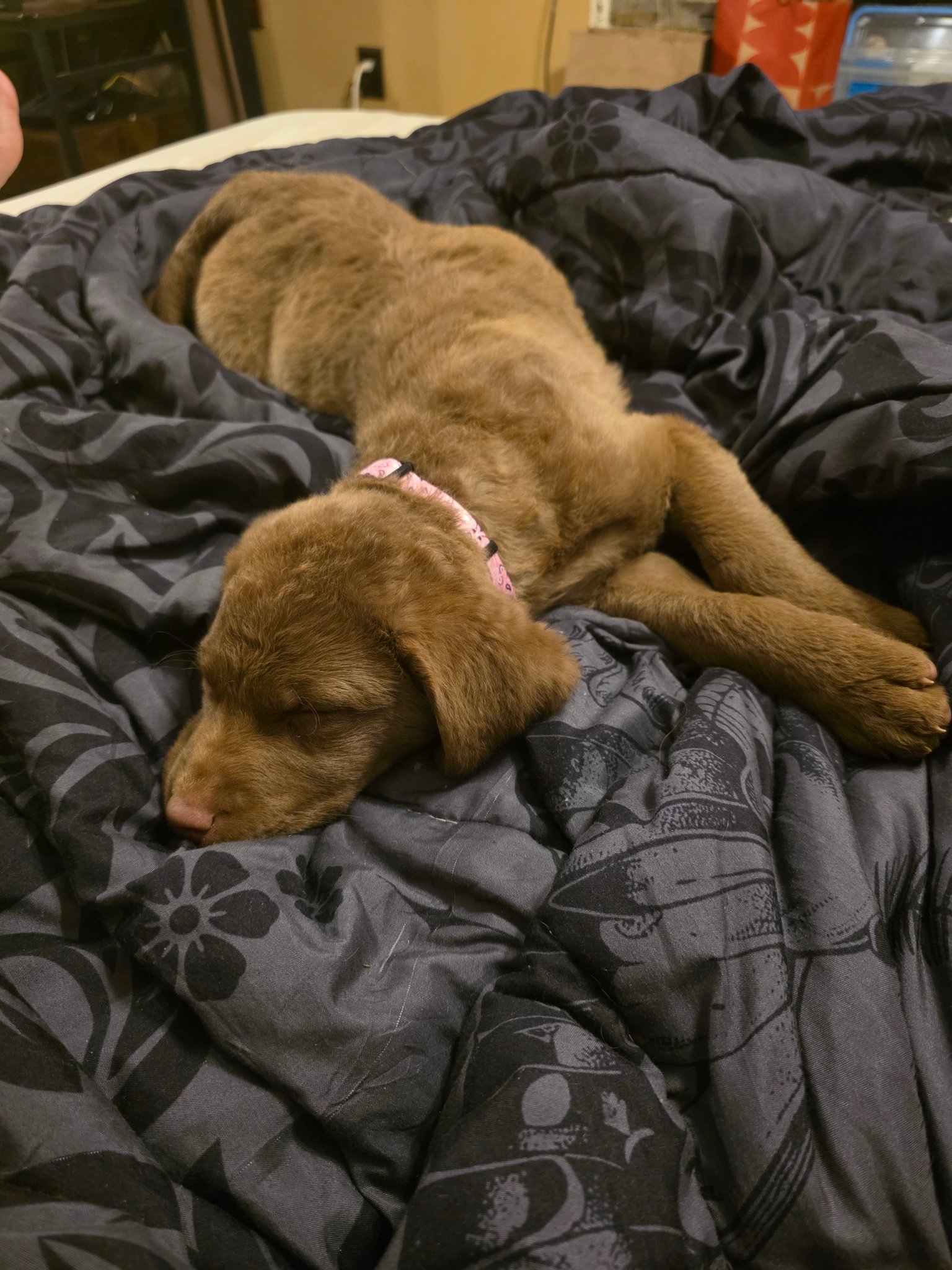 Chesapeake Bay Retriever Lovers | Looking for a reputable trainer in ...