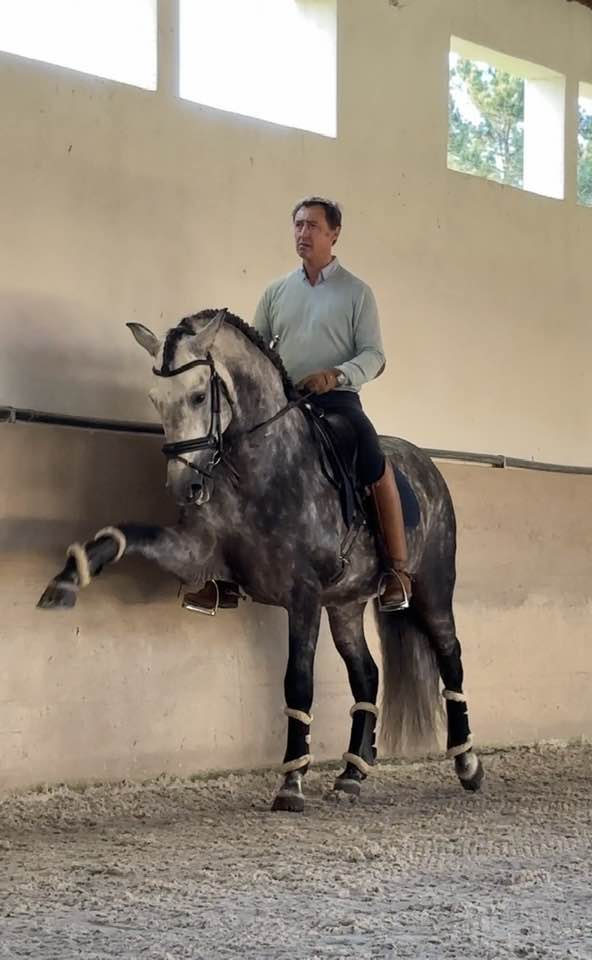 Gonçalo Linhas classical rider