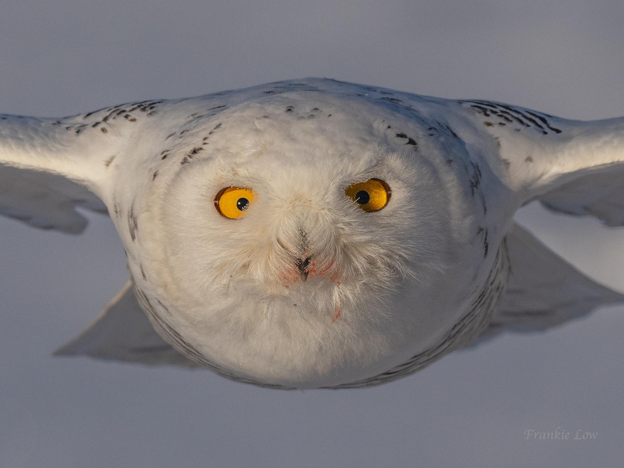 Low - Snowy Owl Jan-2025 One of the main target of our trip | Facebook